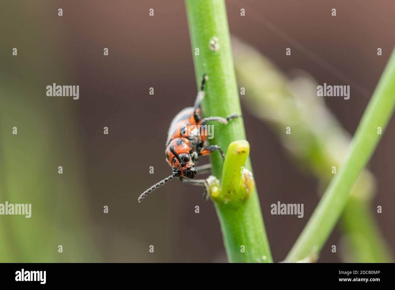 Spargelkäfer mit Fleckmuster auf der Spitze des Spargelkeimes. Die größte Schädling der Spargelernte. Stockfoto