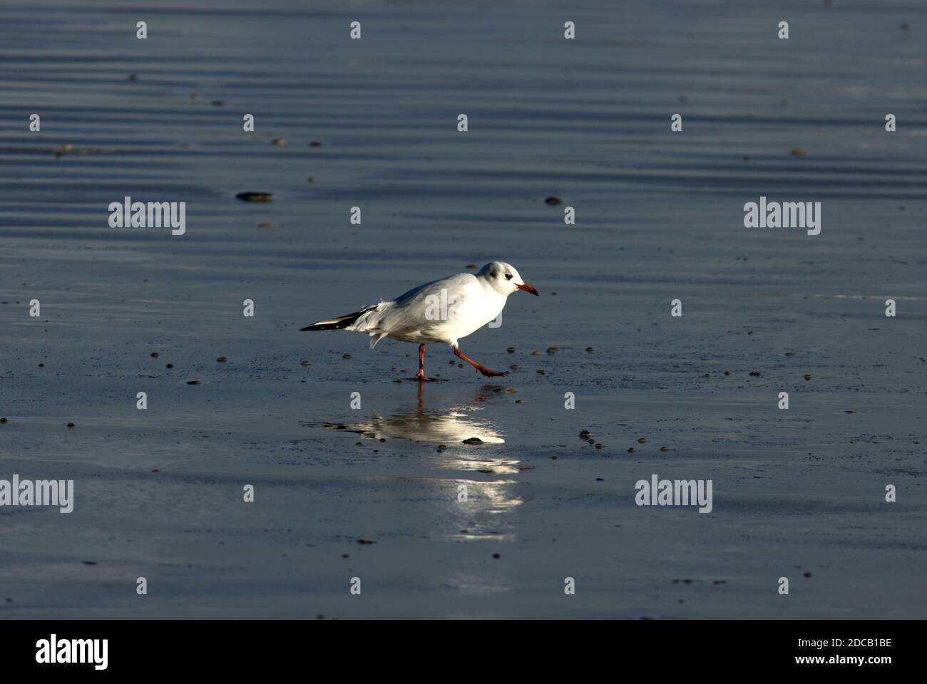 Eine Schwarzkopfmöwe im Winter patrouilliert auf der Suche nach Nahrung an einem Sandstrand die Ebbe-Markierung. Sie sind genauso geschickt im Scavenging wie beim Jagen Stockfoto