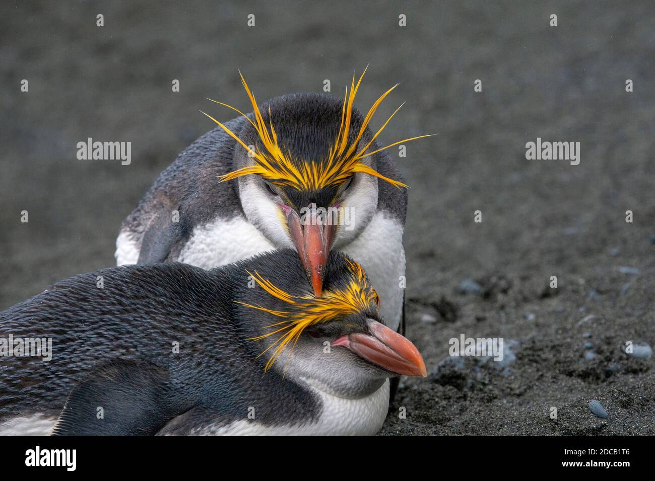 königspinguin (Eudytes schlegeli), Paarungspaar, Australien, Tasmanien, Macquarie Island Stockfoto