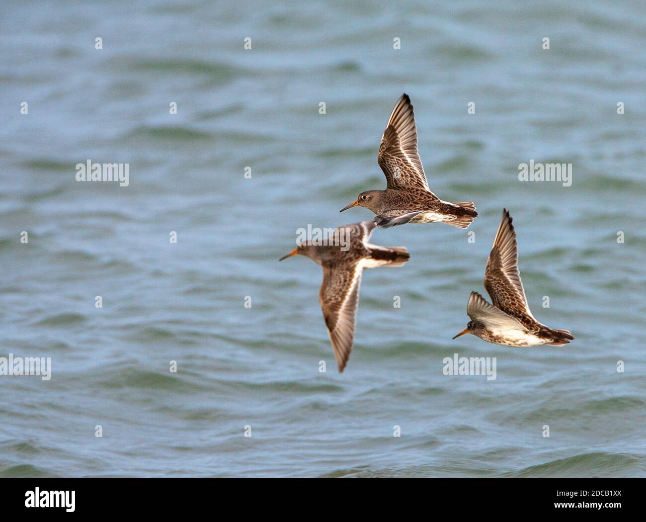 Purple Sandpiper (Calidris maritima), drei Purple Sandpiper fliegen über das Meer entlang der Nordseeküste, Niederlande Stockfoto