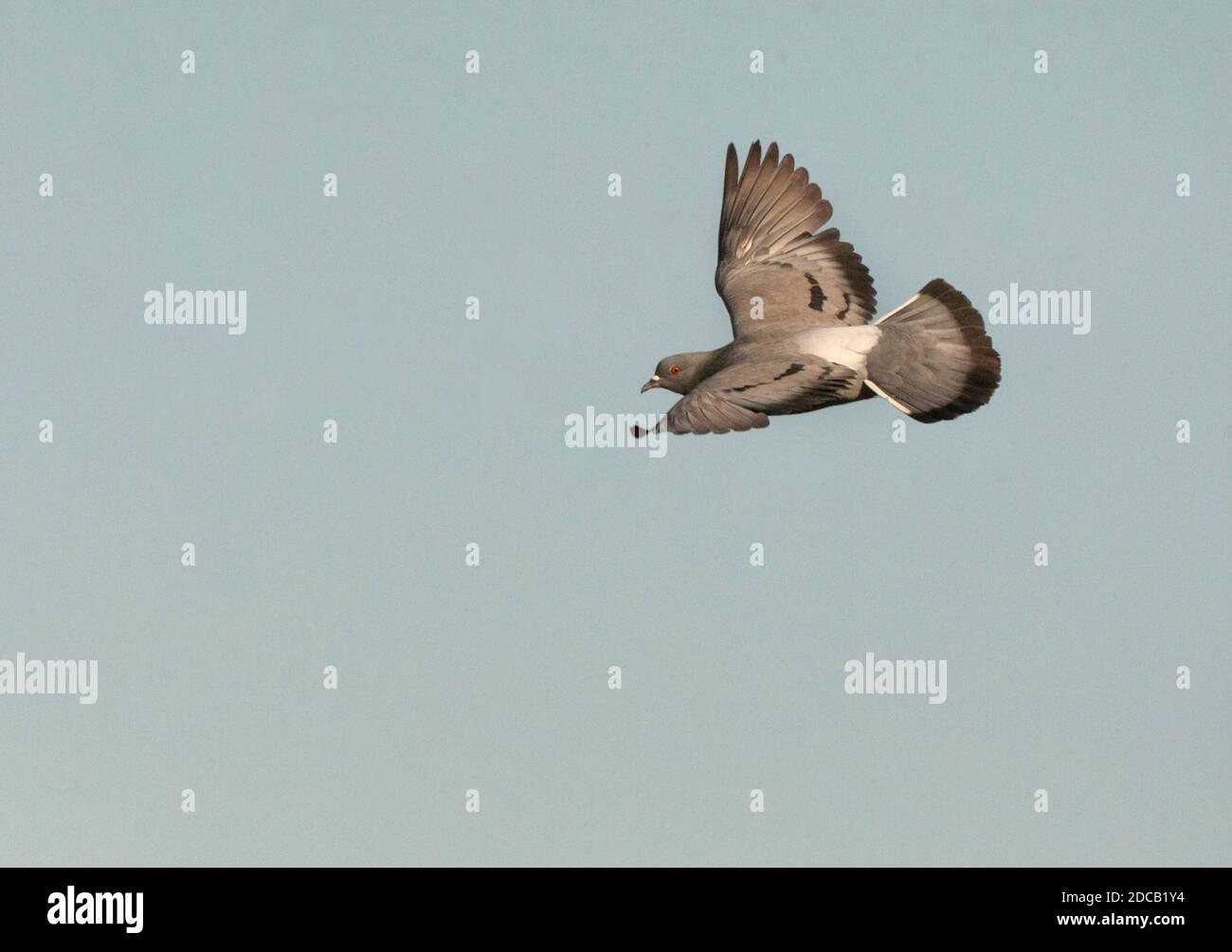 felstaube (Columba livia), im Flug, Spanien, Belchite Stockfoto