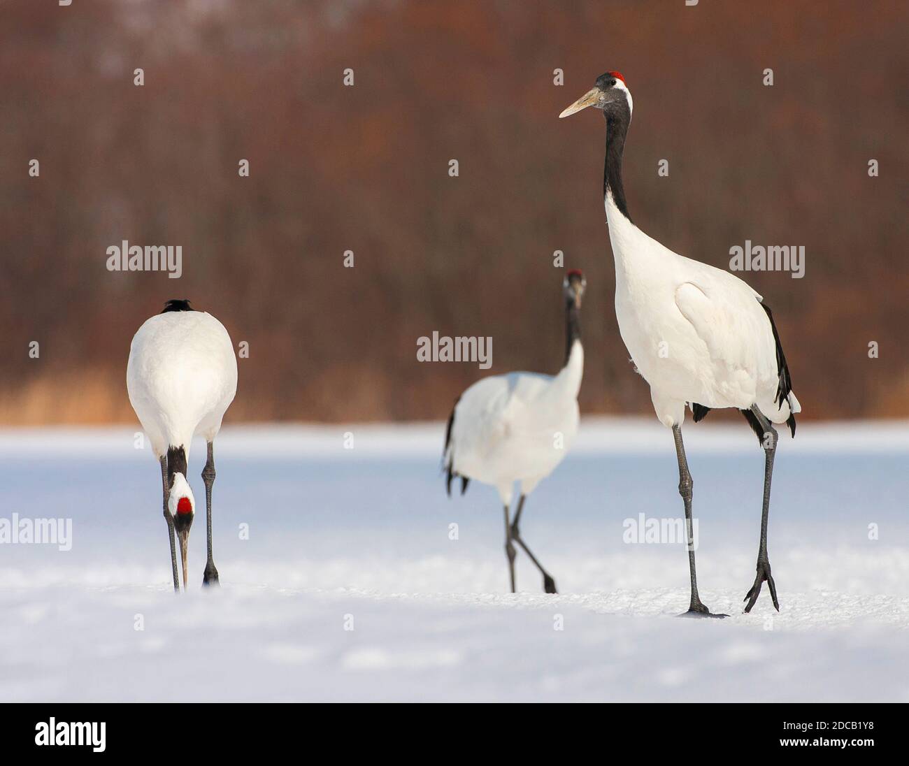 Mandschurenkran, Rotkronenkran (Grus japonensis), drei gefährdete Rotkronenkrane auf schneebedeckter Wiese, Japan, Hokkaido Stockfoto
