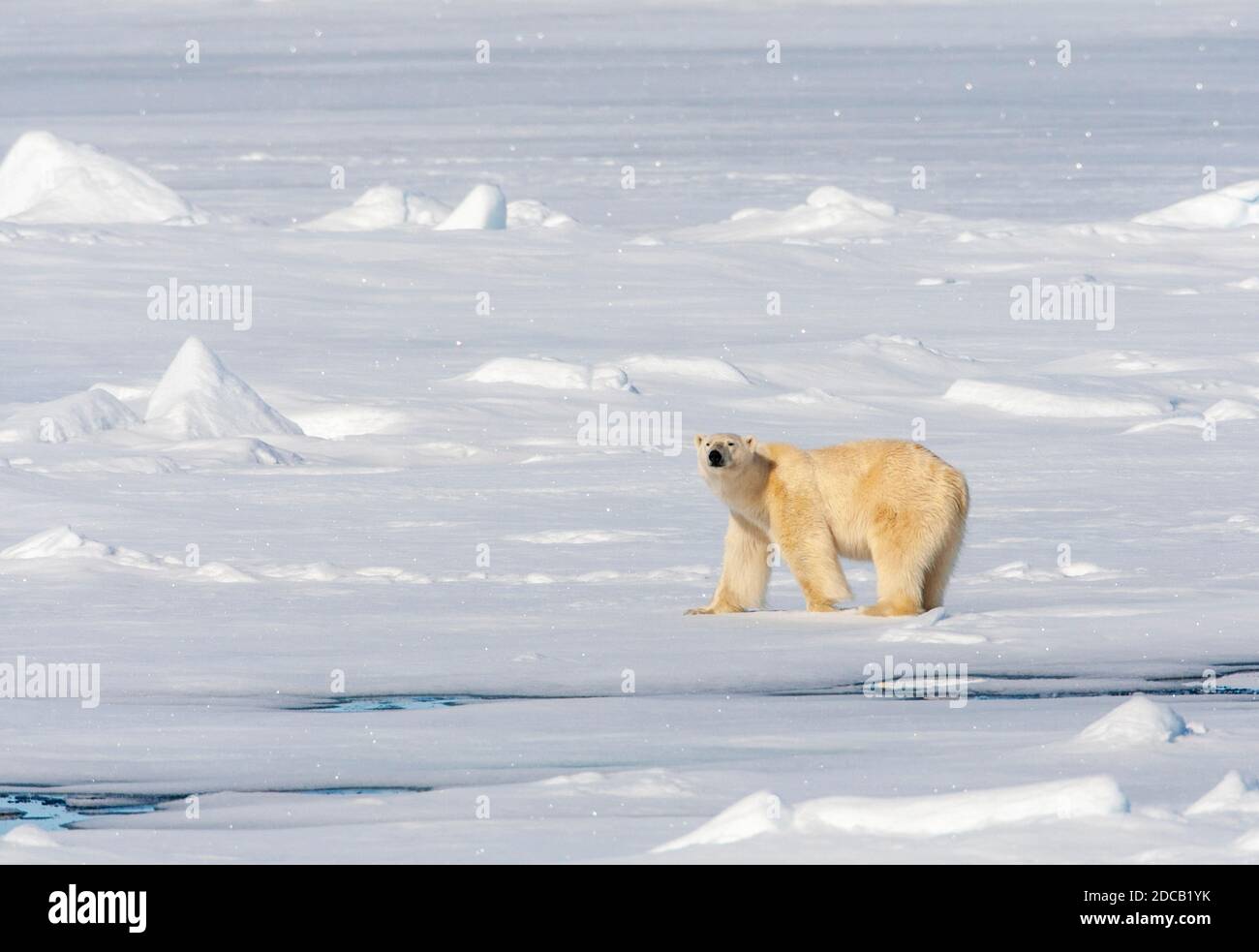 Eisbär (Ursus maritimus), Wandern über ausgedehntes Drift-Eis, Seitenansicht, Norwegen, Spitzbergen Stockfoto