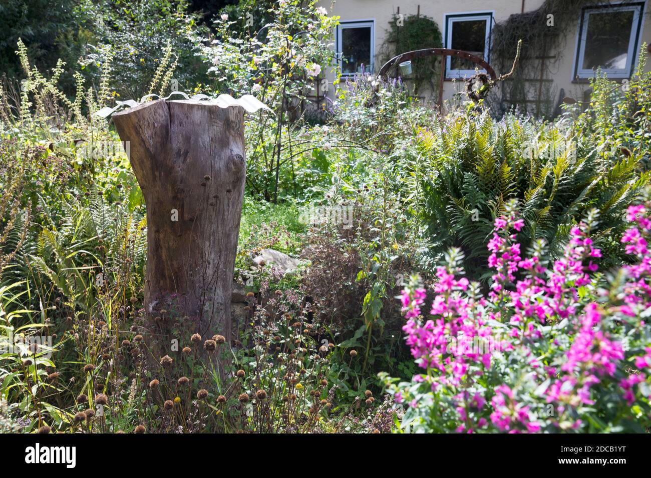 deadwood in einem Garten wird Baumschnauze als Lebensraum für Insekten, Deutschland, zurückgelassen Stockfoto