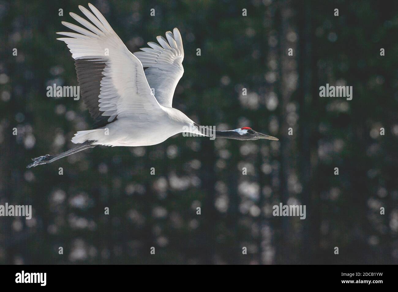 Mandschurenkran, Rotkronenkran (Grus japonensis), im Flug gegen einen dunklen Pinienwald, Japan, Hokkaido Stockfoto