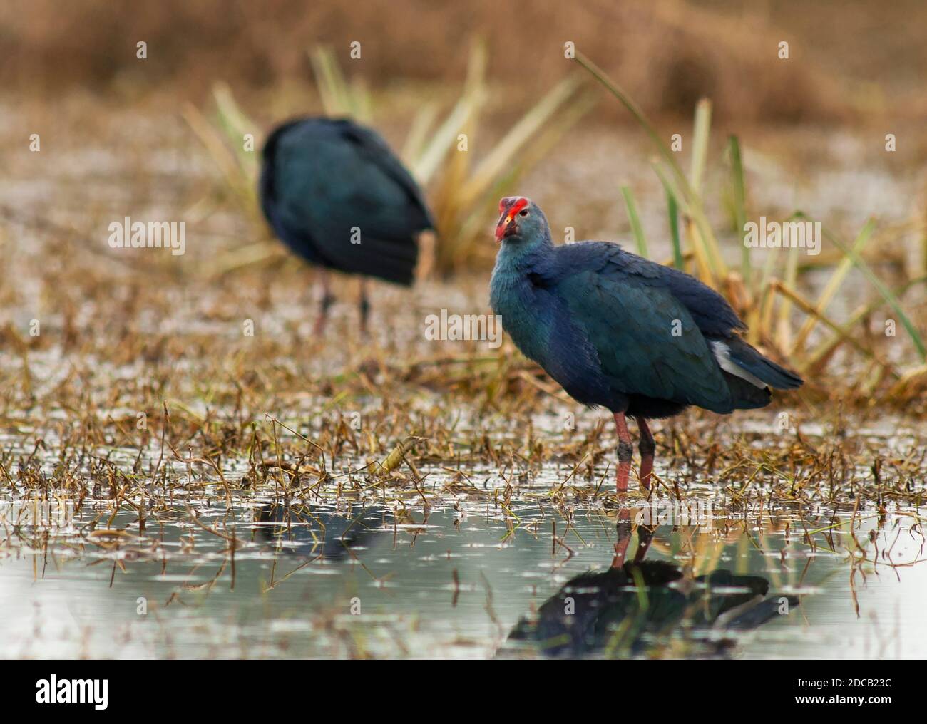 Graukopf-Swamphen (Porphyrio poliocephalus, Porphyrio poliocephalus poliocephalus), zwei im Feuchtgebiet, Indien Stockfoto