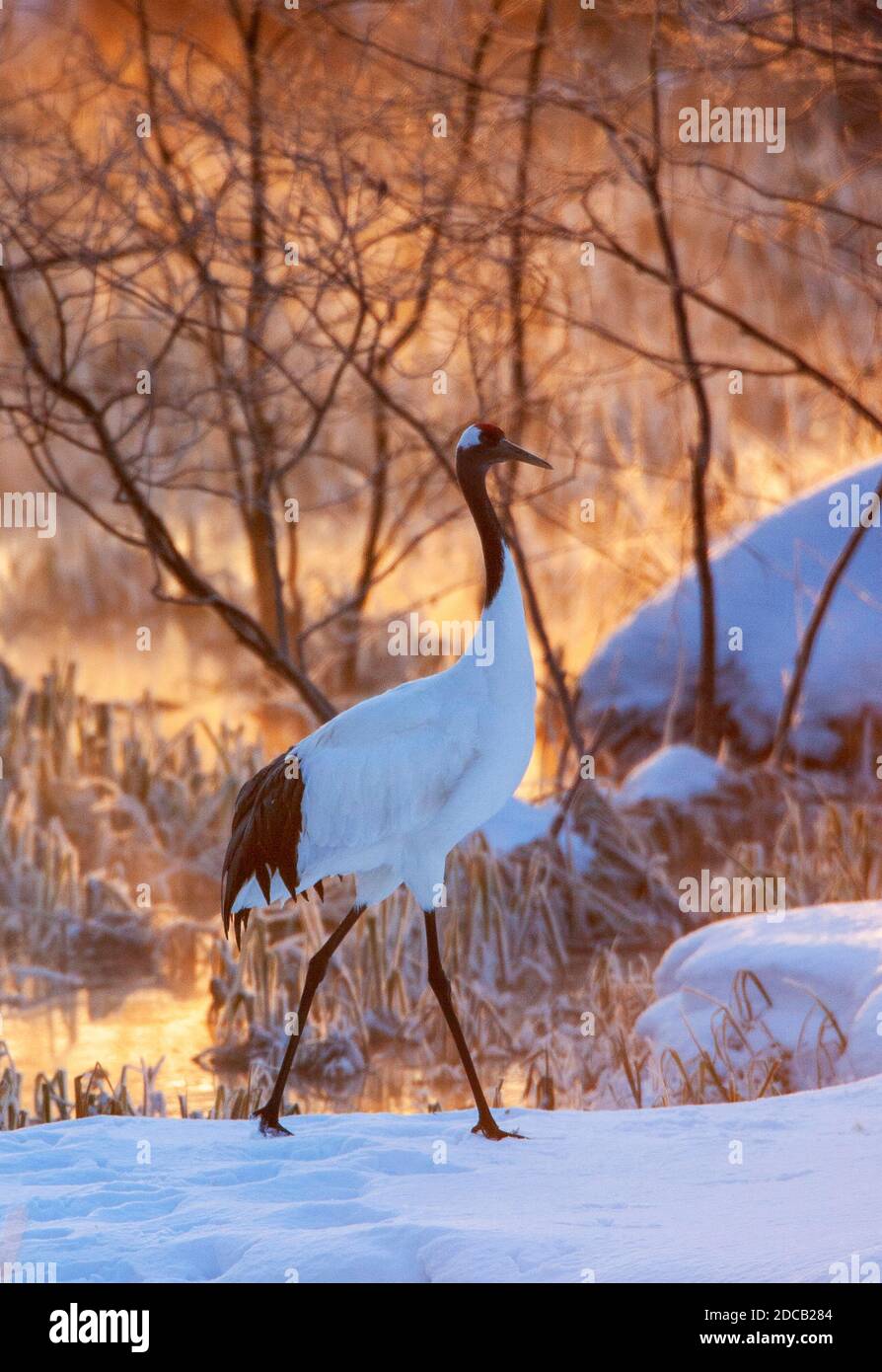Mandschurenkran, Rotkränenkran (Grus japonensis), im Schnee am Abend, Japan, Hokkaido Stockfoto