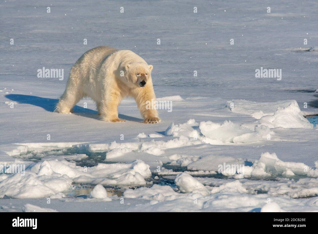 Eisbär (Ursus maritimus), Männchen, der über ausgedehntes Drifteis läuft, Norwegen, Spitzbergen Stockfoto