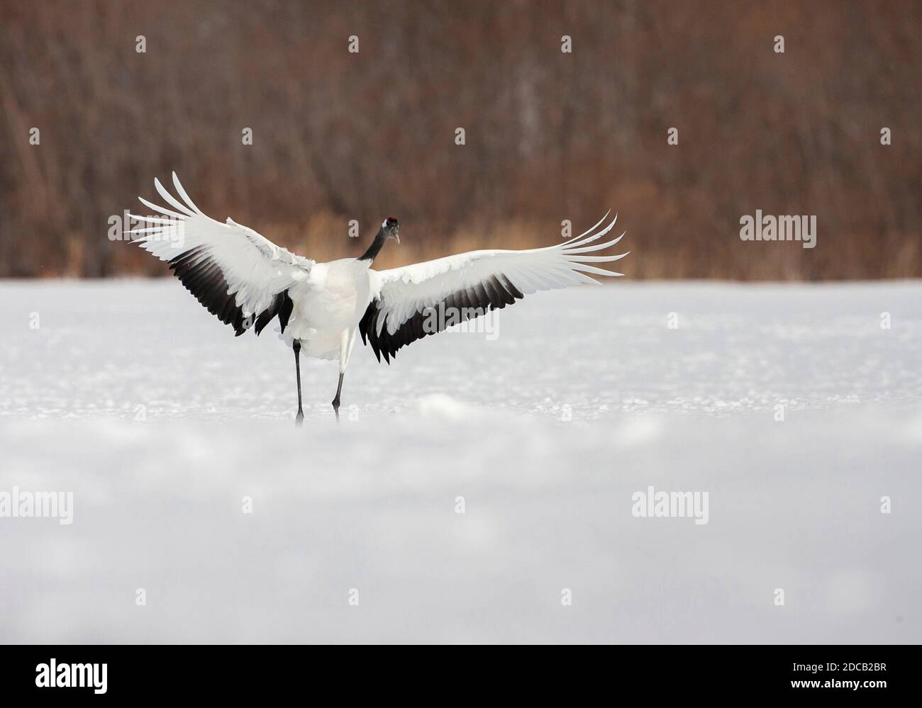 Mandschurenkran, Rotkronenkran (Grus japonensis), Landung auf schneebedecktem Feld, Japan, Hokkaido Stockfoto