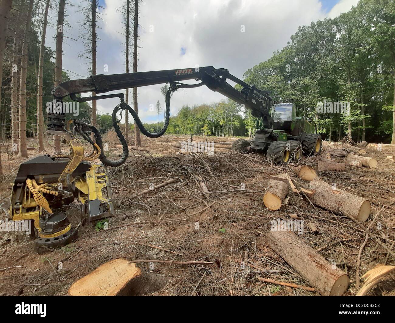 Norwegen Fichte (Picea abies), Harvester auf einem entwaldeten Gebiet, Deutschland Stockfoto