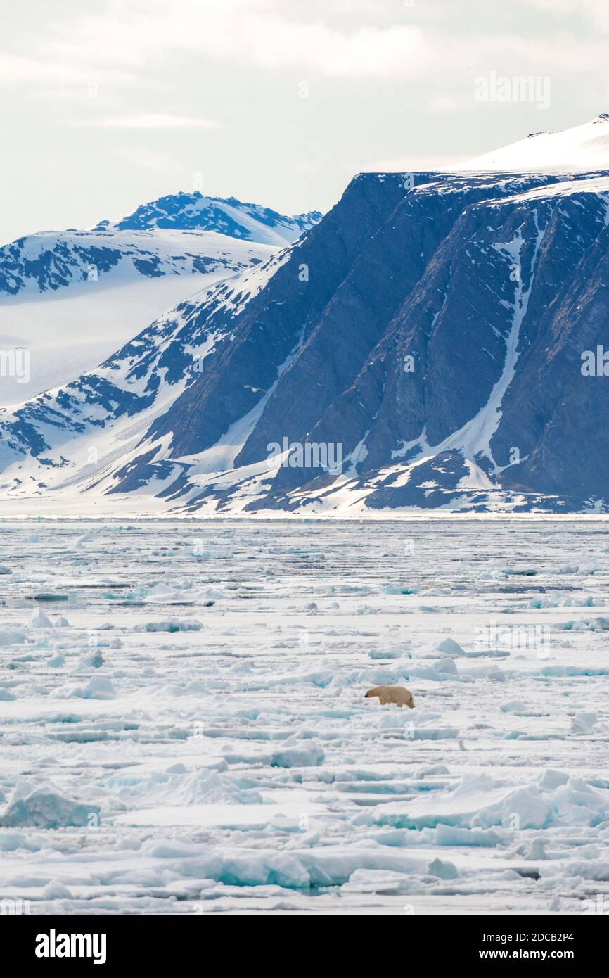 Eisbär (Ursus maritimus), Wandern über ausgedehntes Drift-Eis an der Küste, Norwegen, Spitzbergen Stockfoto