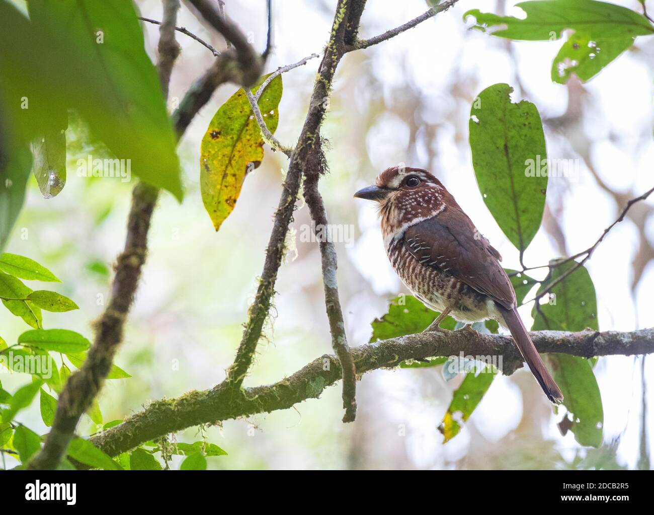 Kurzbeinige Bodenwalze (Brachypteracias leptosomus), Erwachsener in einem Baum in feuchten tropischen feuchten Tiefland Wald thront, Madagaskar, Perinet National Stockfoto