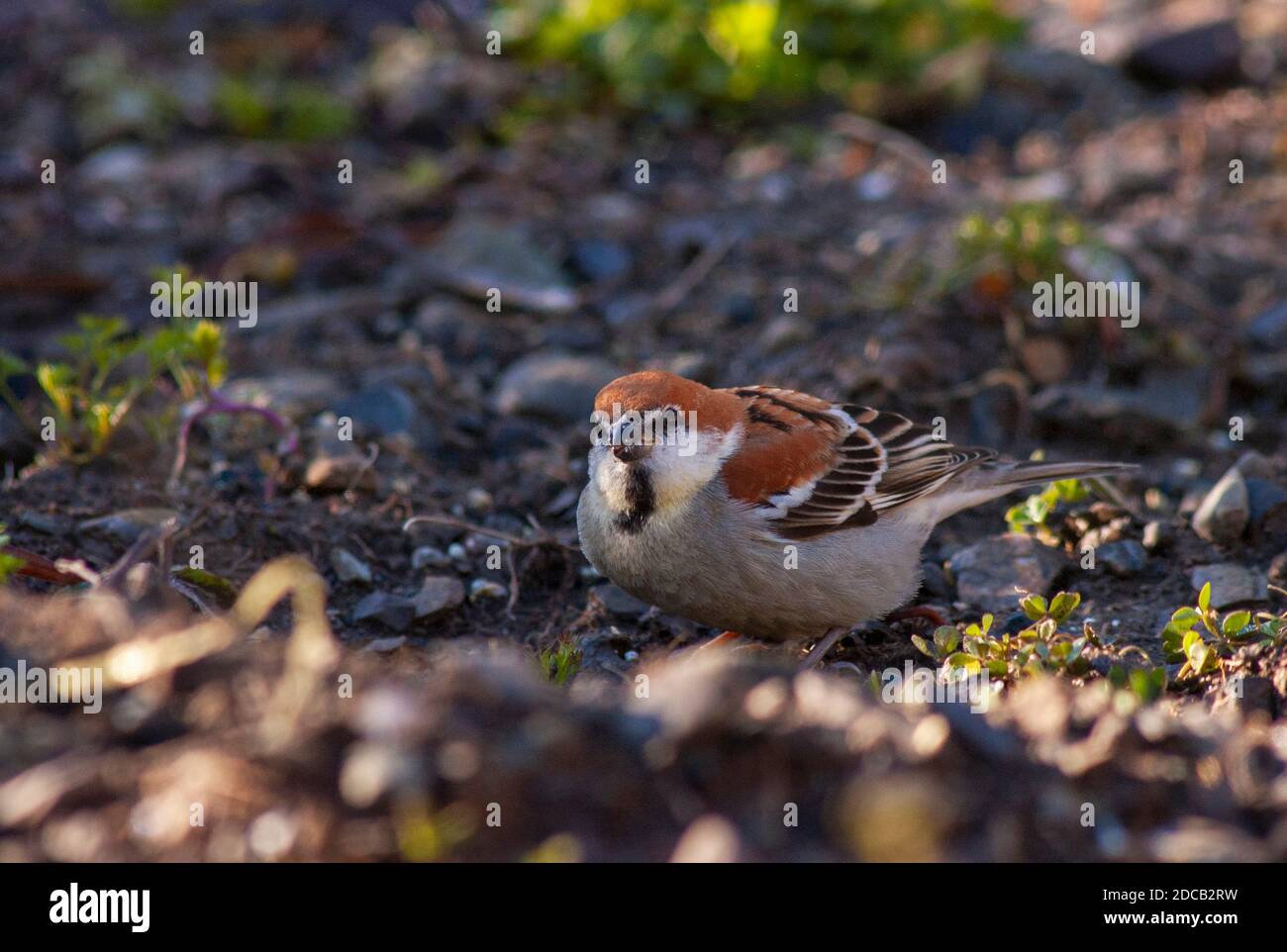 Zimtscherling (Passer rutilans), Männchen auf dem Boden, Indien Stockfoto