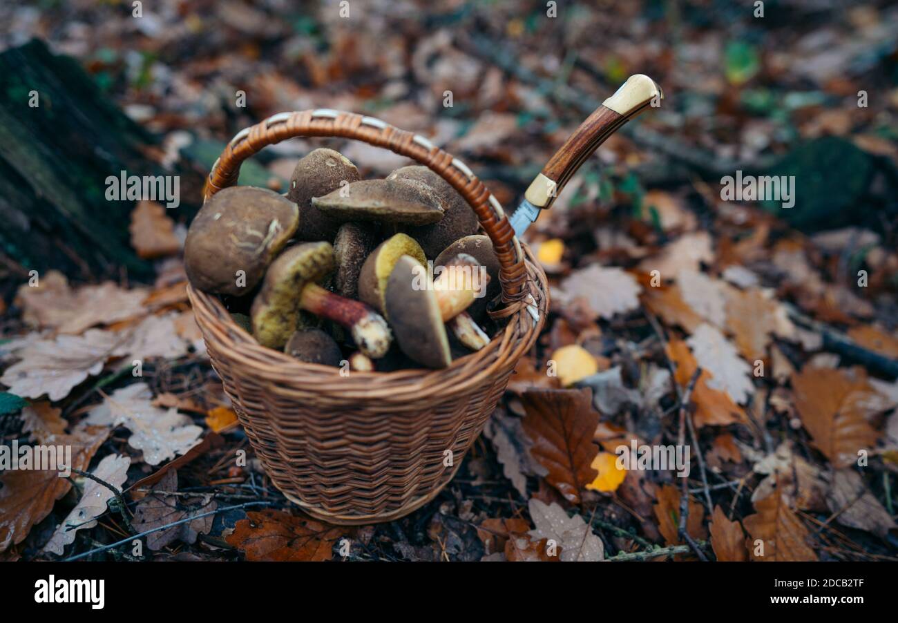 Die Suche nach Pilzen im Wald. Korb, voll mit frischen Herbstpilzen. Korb mit frischen Waldpilzen aus der Nähe. Konzept Stockfoto