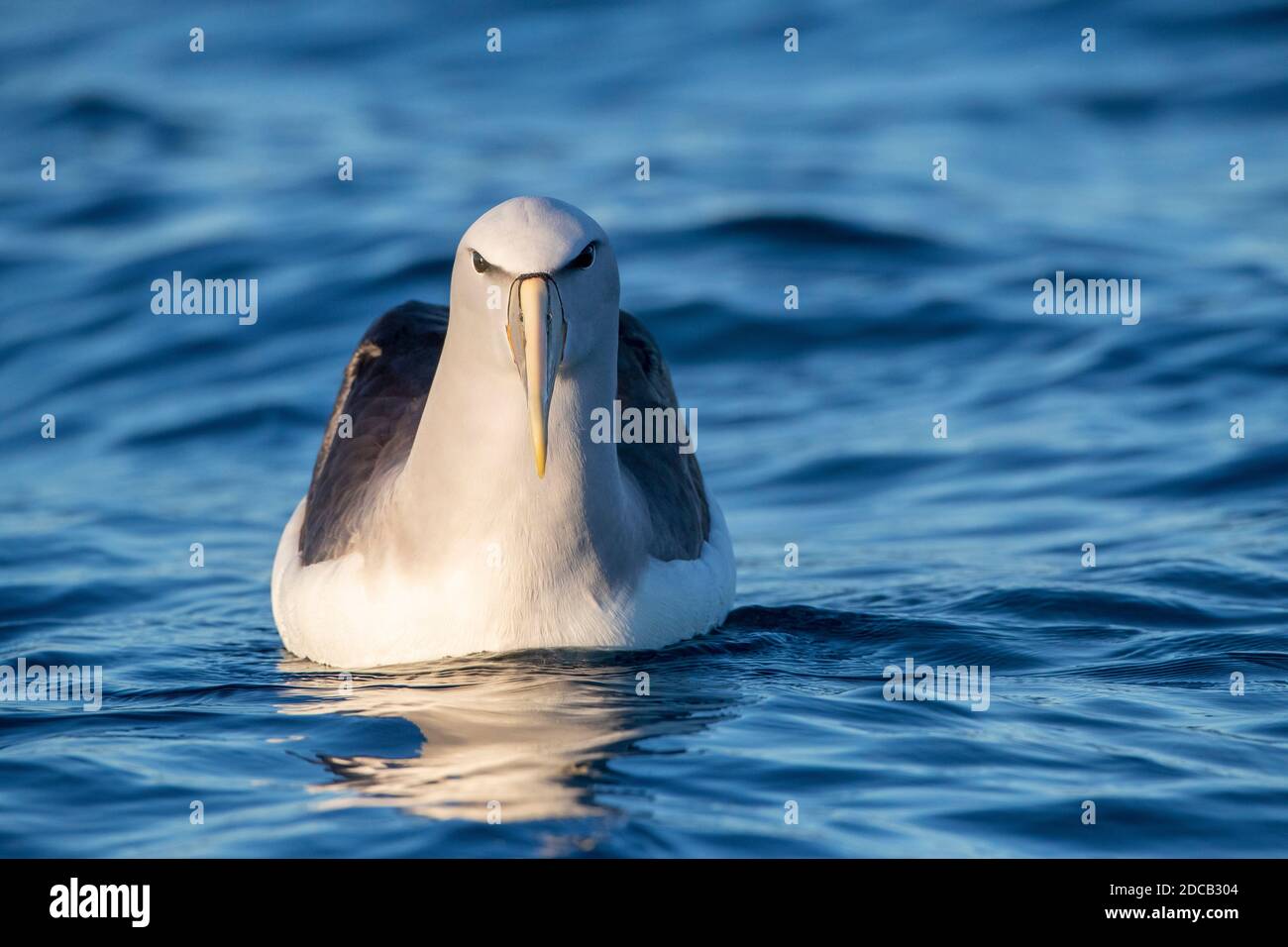 Salvin's Albatross (Thalassarche salvini), Schwimmen für Erwachsene, Neuseeland, Südinsel, Kaikoura Stockfoto