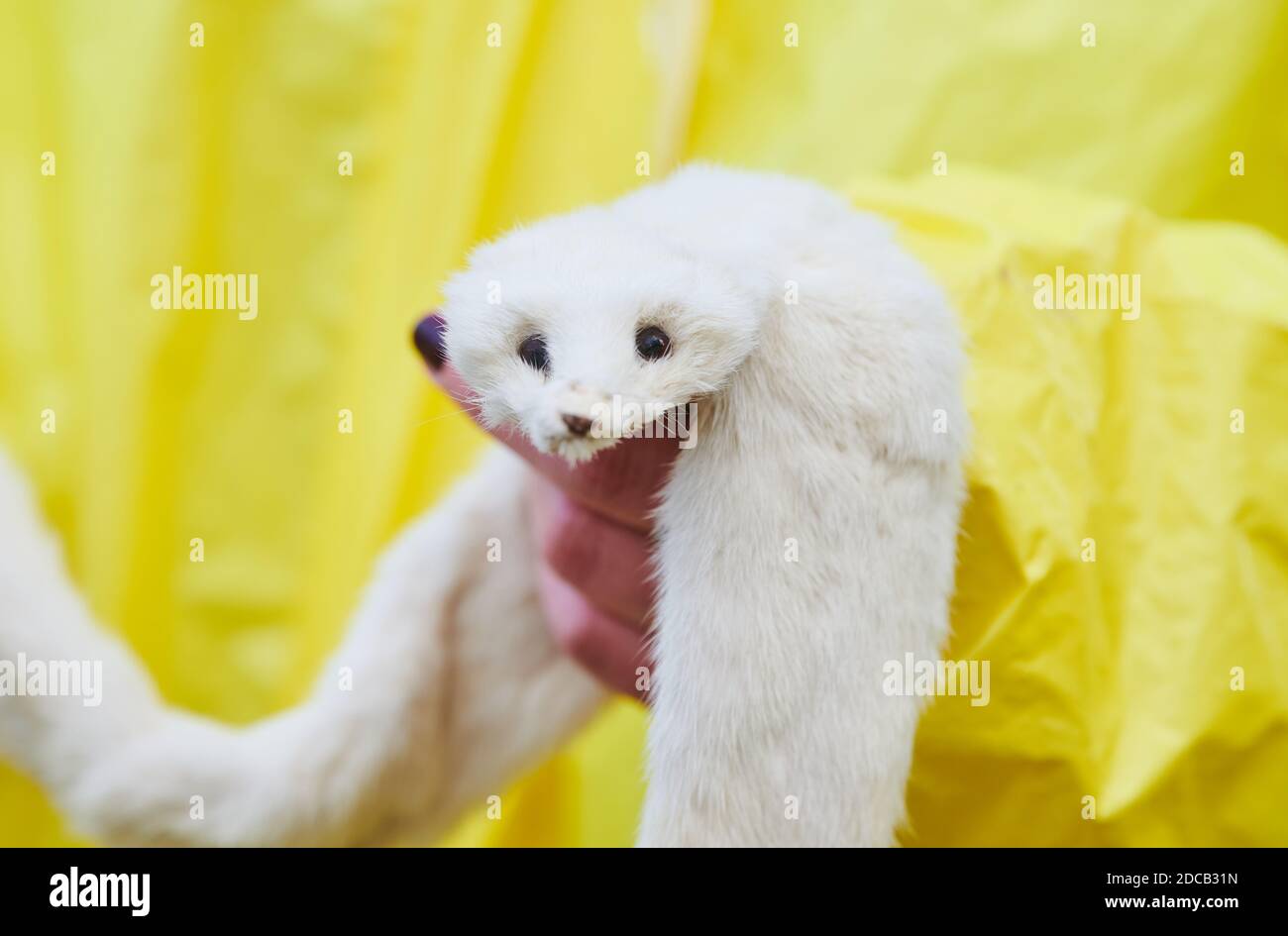 Berlin, Deutschland. November 2020. Eine Peta-Aktivistin vor der dänischen Botschaft hält einen toten Nerz in der Hand. Die Tierrechtsorganisation Peta protestiert anläßlich der Entwicklung von Mutationen des Corona-Virus in dänischen Nerzbetrieben und fordert ein Verbot von Pelzfarmen. Pelzfarmen bedrohen laut Peta die Gesundheit aller Lebewesen. Quelle: Annette Riedl/dpa/Alamy Live News Stockfoto