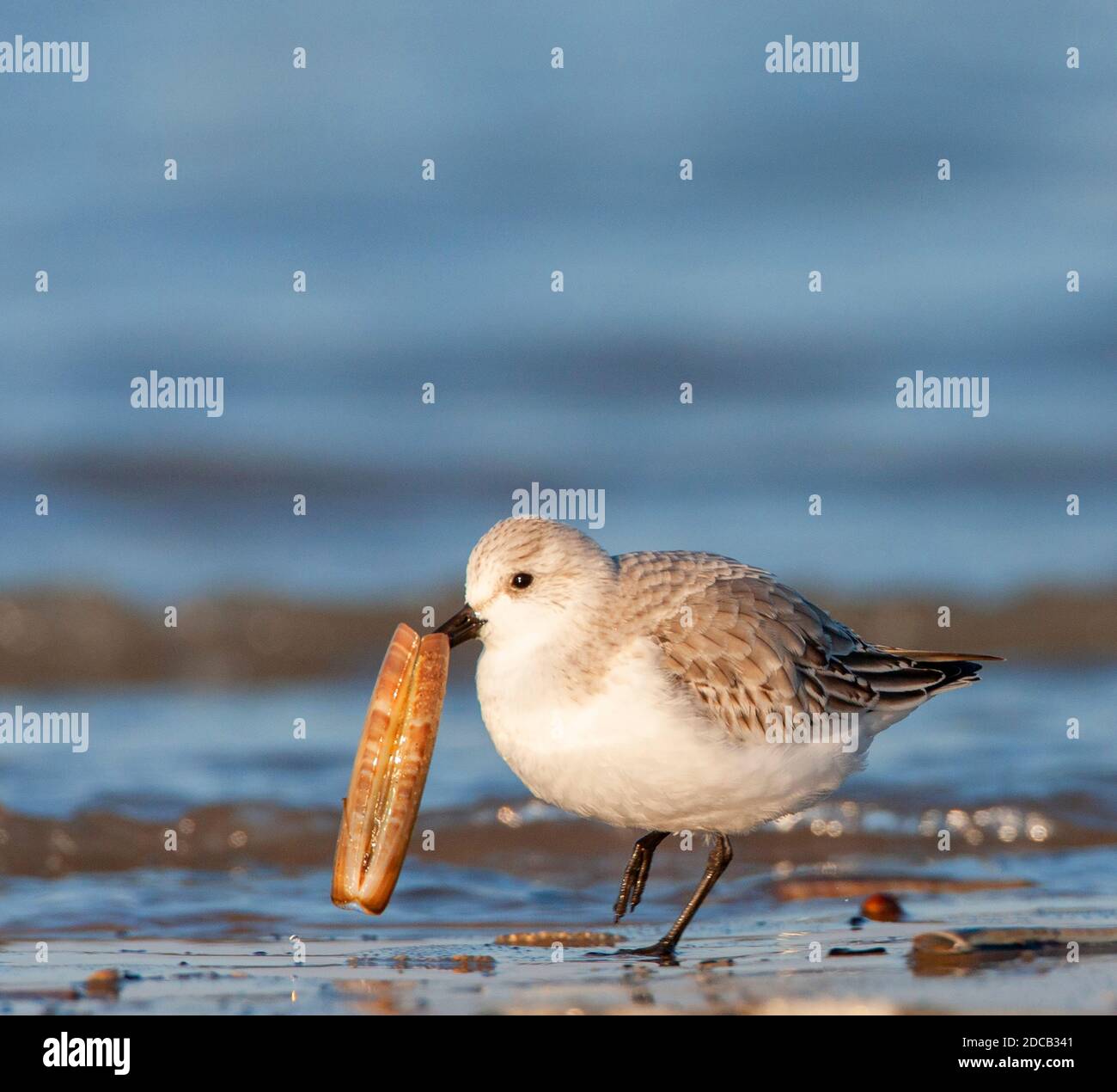 sanderling (Calidris alba), zu Fuß mit einer Muschel, die an Land in seiner Rechnung, Niederlande, Südholland befahren wurde Stockfoto