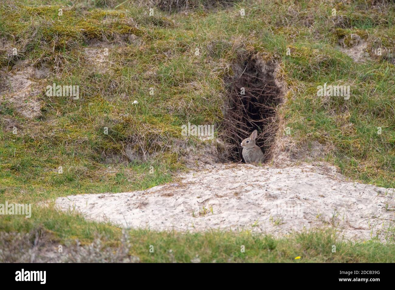 Europäischer Hase (Oryctolagus cuniculus), vor einem Kaninchenloch in den Dünen von Texel, Niederlande, Texel Stockfoto