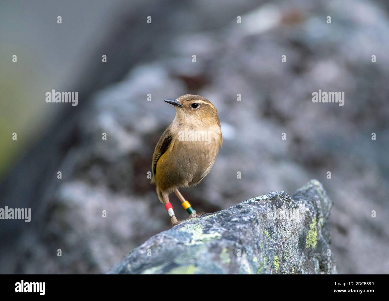 Felsenzacke, Felsenzacke, Südinselzacke (Xenicus gilviventris), weiblich, Neuseeland, Homer Tunnel Stockfoto