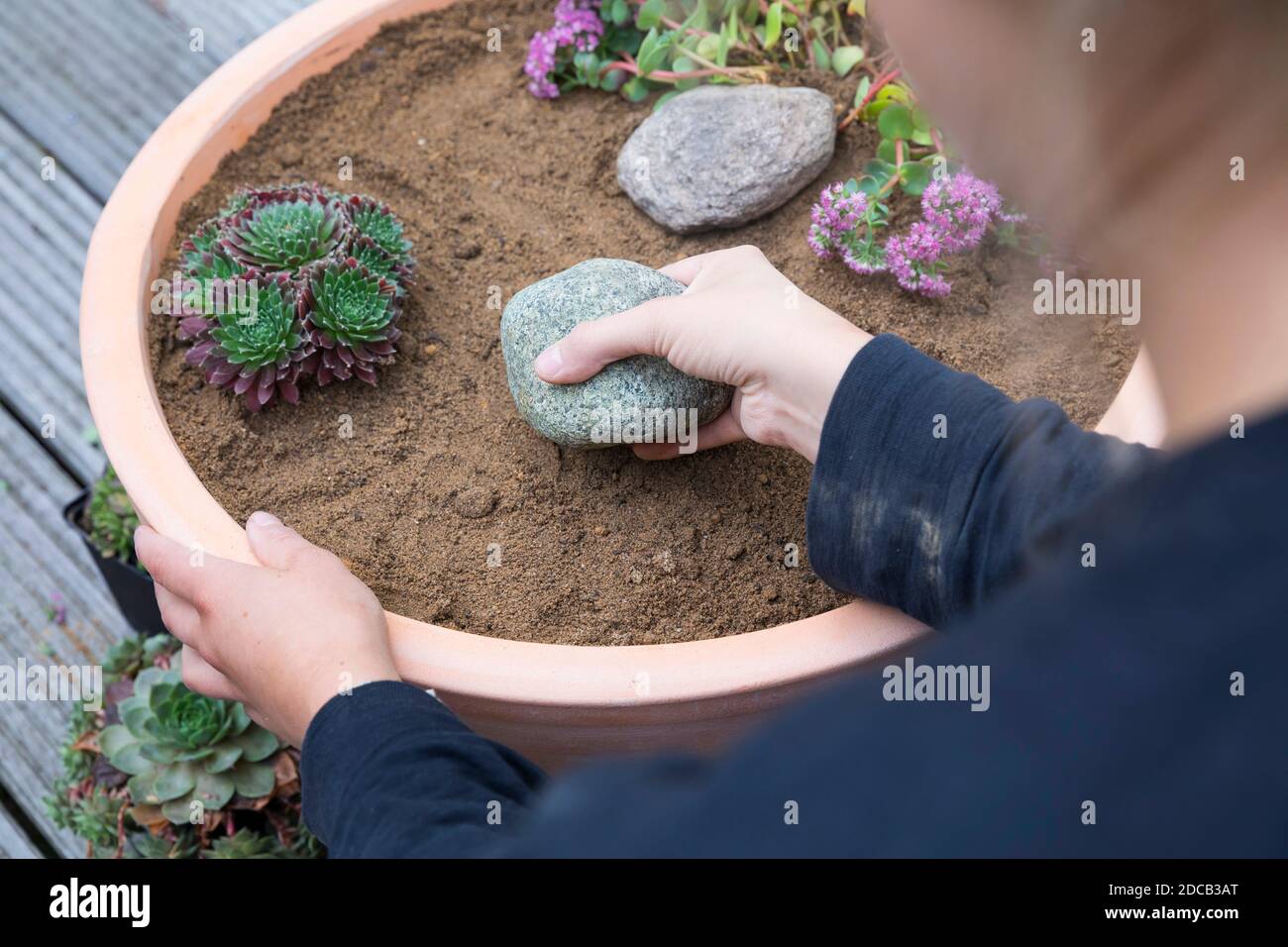Herstellung eines Mini-Sandariums für Wildbienen, Schale mit Mix aus Sand, Ton und Erde gepflanzt, Serienbild 16/18, Deutschland Stockfoto