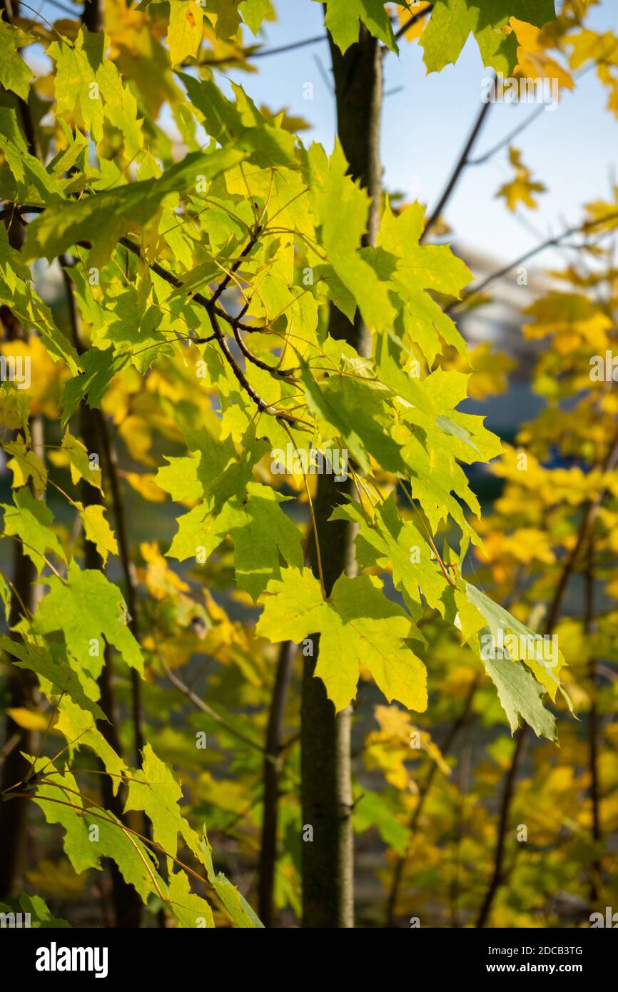 BERLIN, DEUTSCHLAND - 18. Nov 2020: Demo in Berlin mit der Polizei an der Siegessäule gegen die Corona Covid-19 Vorschriften und für Menschenrechte. Stockfoto