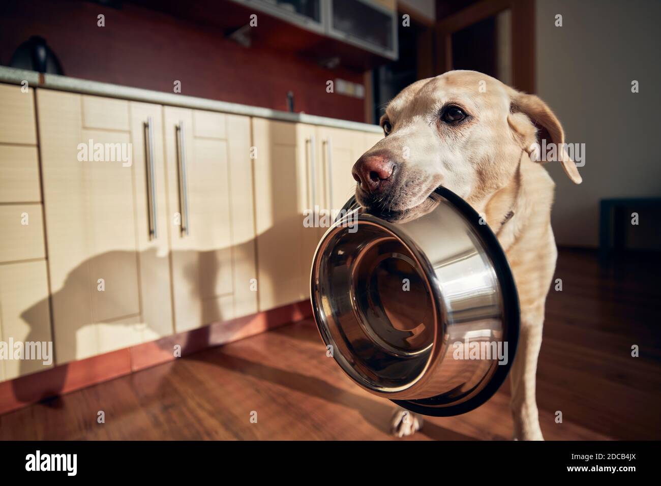Cute labrador Retriever hält Hundeschüssel in seinem Mund in der heimischen Küche. Hungriger Hund mit traurigen Augen wartet im Morgenlicht auf die Fütterung. Stockfoto