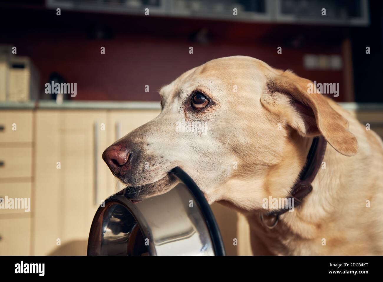 Cute labrador Retriever hält Hundeschüssel in seinem Mund in der heimischen Küche. Hungriger Hund mit traurigen Augen wartet im Morgenlicht auf die Fütterung. Stockfoto