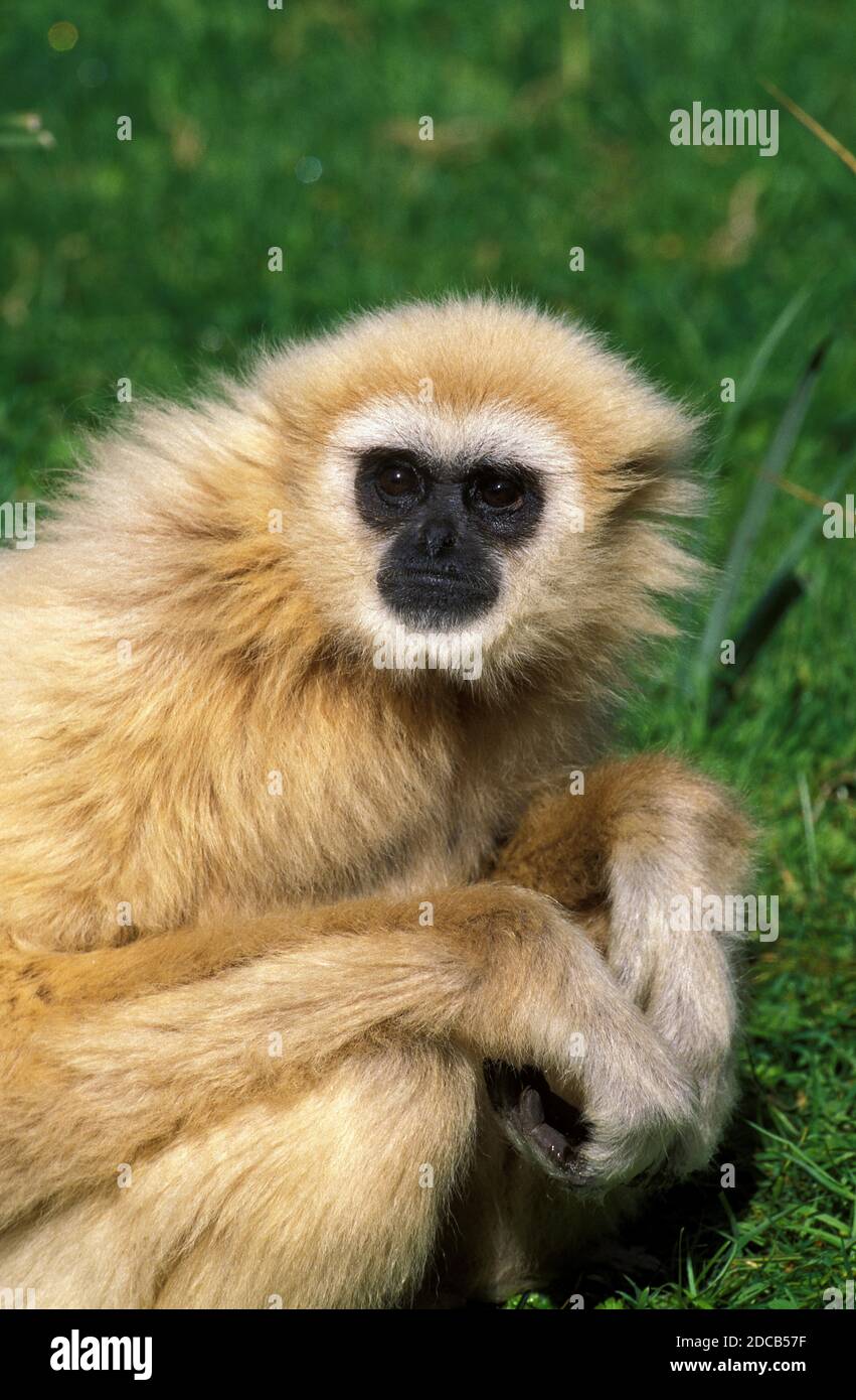 WEISSHÄNDIG GIBBON HYLOBATES LAR, PORTRÄT DER FRAU Stockfoto