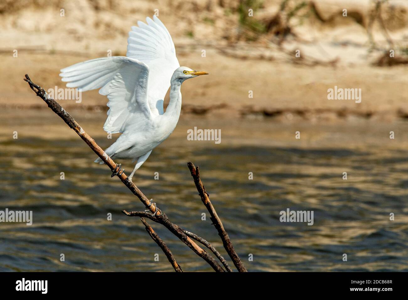 Silberreiher, auch bekannt als Reiher, Silberreiher, Silberreiher oder Großreiher, die aus dem toten Zweig im Zambezi-Fluss abheben. Stockfoto