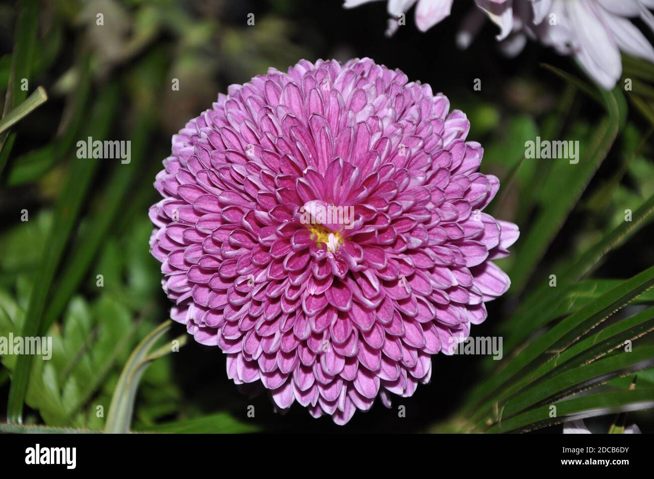 Rosa dekorative Chrysantheme Stockfoto