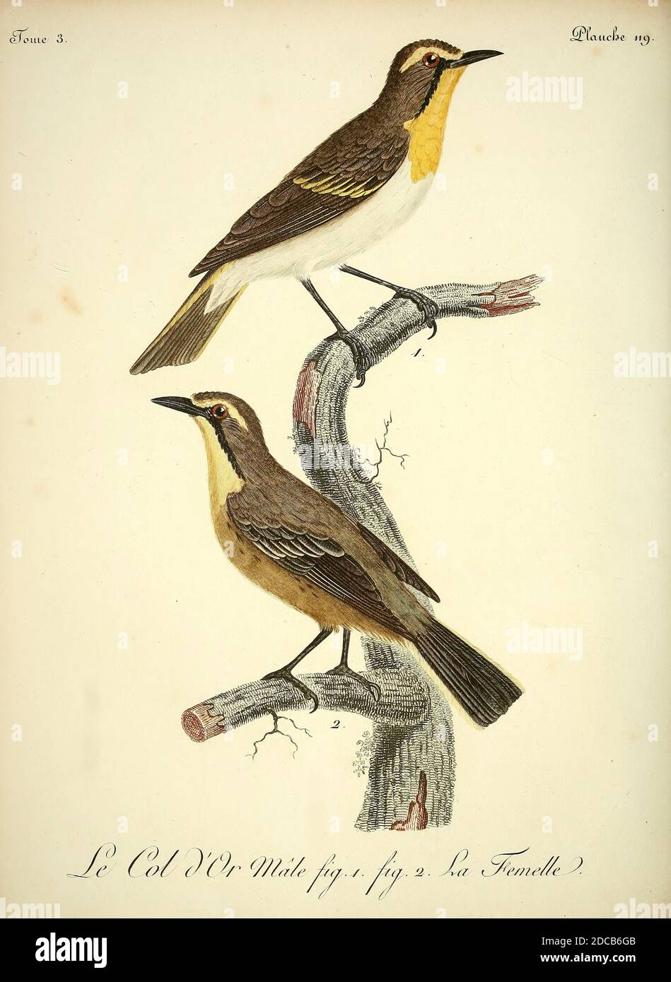 Col D'Or aus dem Buch Histoire naturelle des oiseaux d'Afrique [Naturgeschichte der Vögel Afrikas] Band 3, von Le Vaillant, François, 1753-1824; Veröffentlichung in Paris von Chez J.J. Fuchs, Bibliothekar 1799 - 1802 Stockfoto