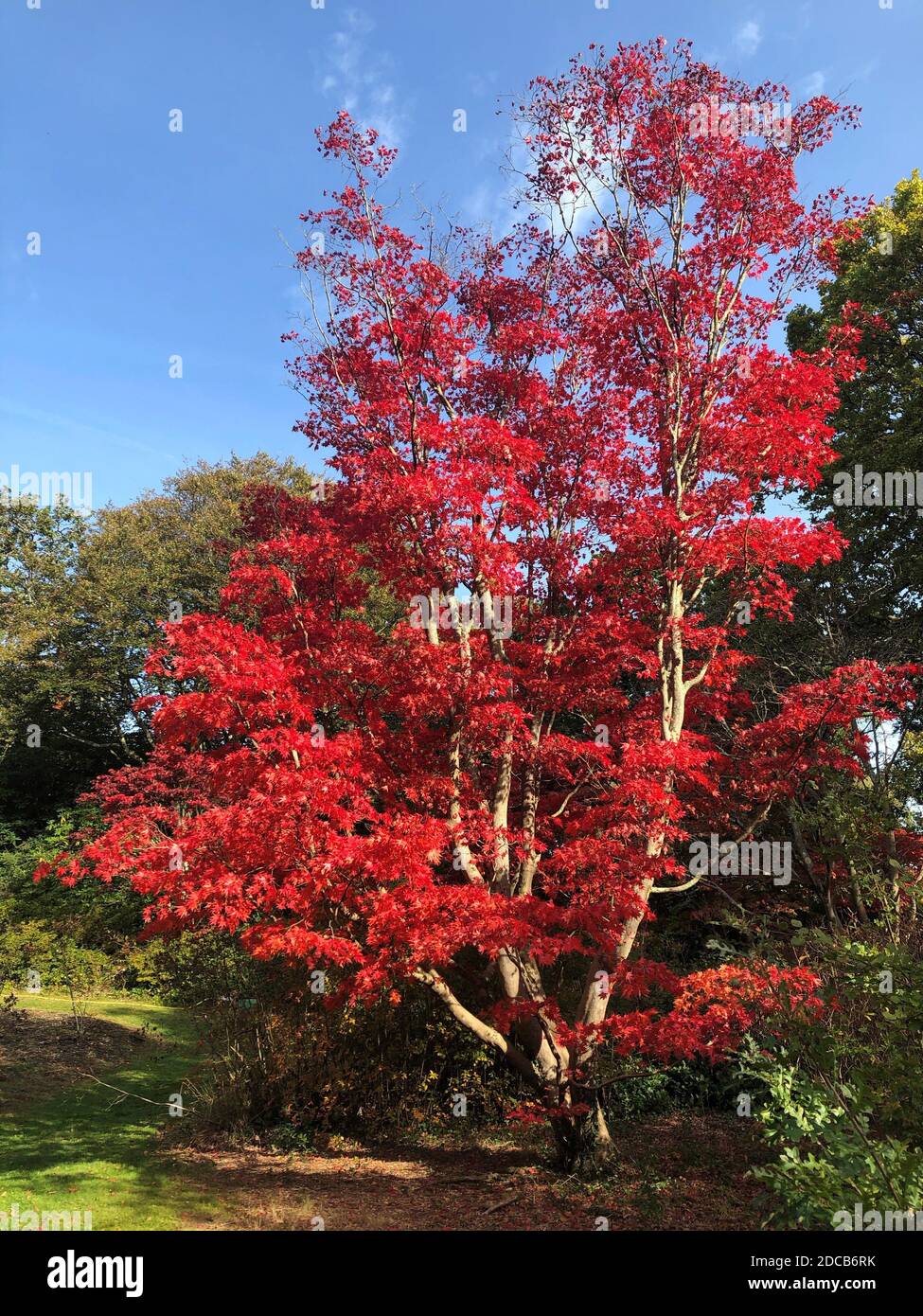 Atemberaubende rote Herbstblätter auf einem Baum in Exbury Gardens, Hampshire Stockfoto