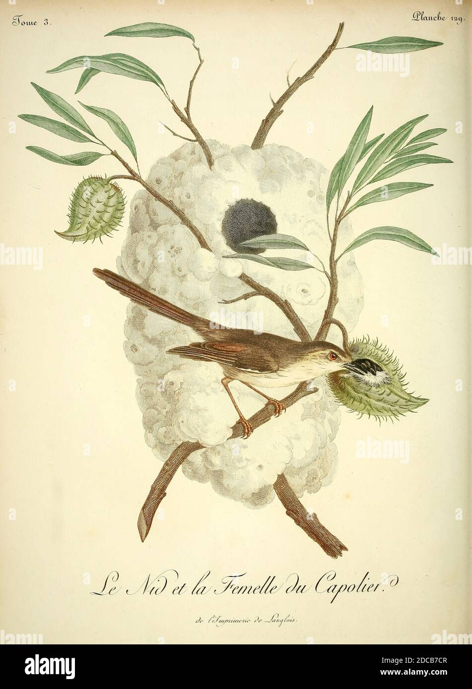 CAPOLIER (nicht identifiziert) und Nest. Aus dem Buch Histoire naturelle des oiseaux d'Afrique [Naturgeschichte der Vögel Afrikas] Band 3, von Le Vaillant, François, 1753-1824; Publizieren in Paris von Chez J.J. Fuchs, Bibliothekar 1799 - 1802 Stockfoto