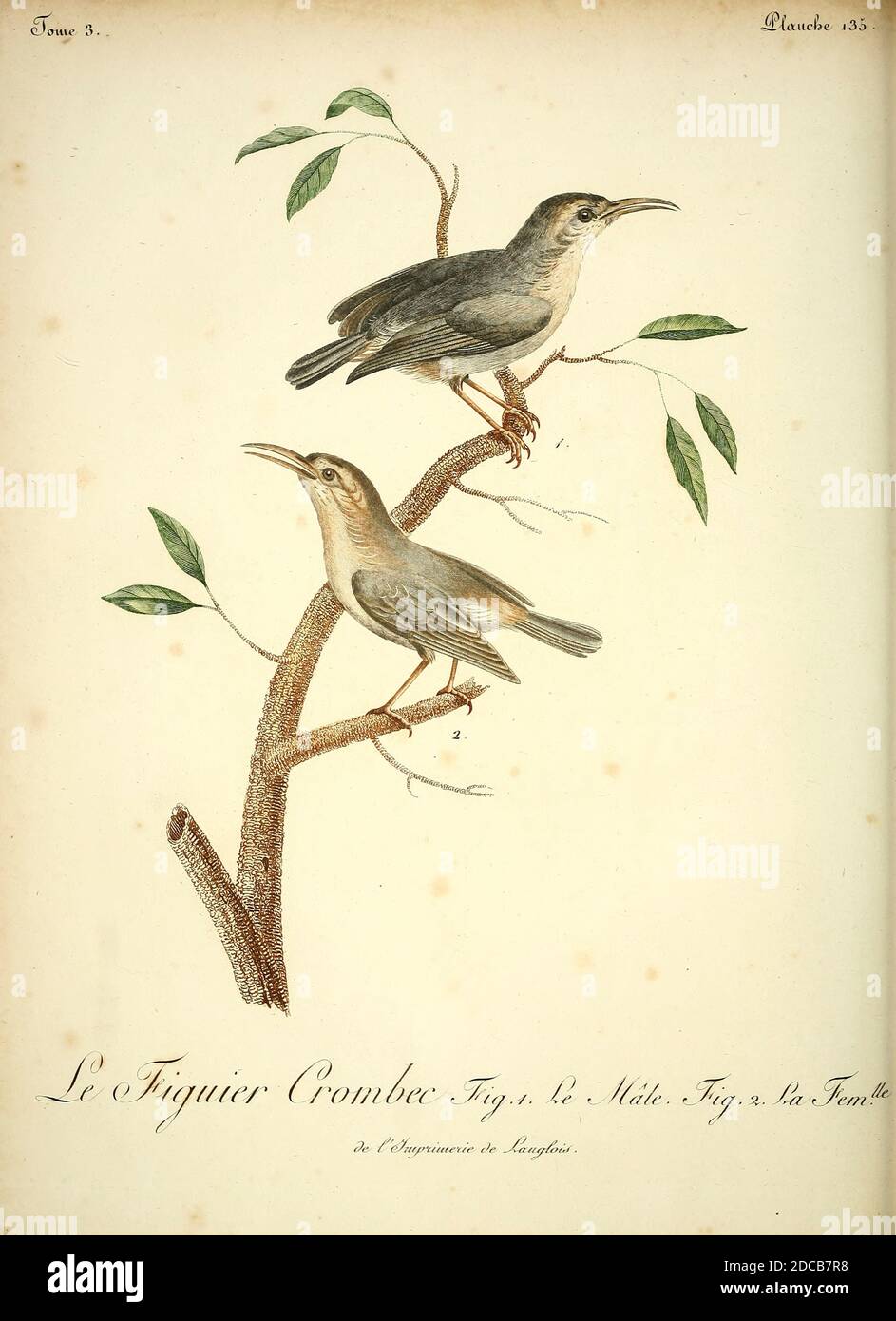 figuier Crombec [Figbird] aus dem Buch Histoire naturelle des oiseaux d'Afrique [Naturgeschichte der Vögel Afrikas] Band 3, von Le Vaillant, François, 1753-1824; Publizieren in Paris von Chez J.J. Fuchs, Bibliothekar 1799 - 1802 Stockfoto