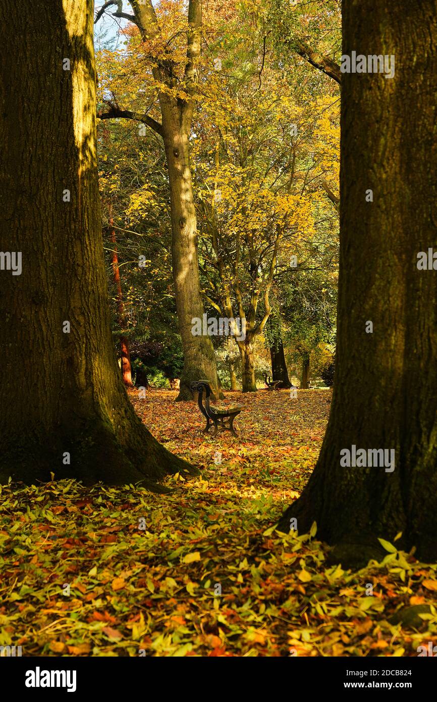 Walsall Arboretum im Herbst Stockfoto