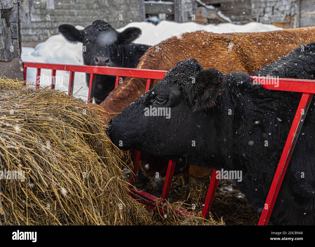 Angus-Rinder und Mischvieh in einem Winterfarm. Stockfoto