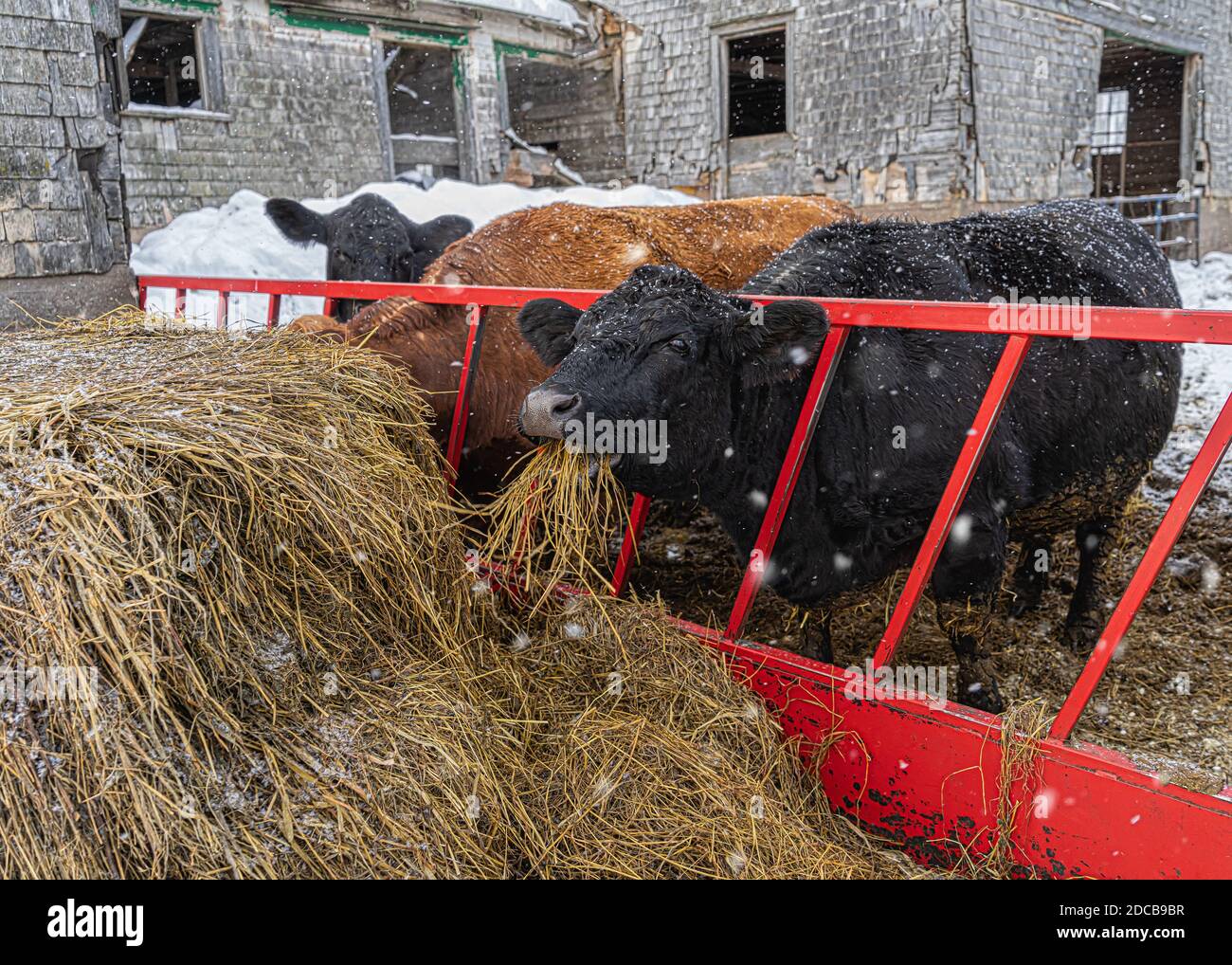 Angus-Rinder und Mischvieh in einem Winterfarm. Stockfoto
