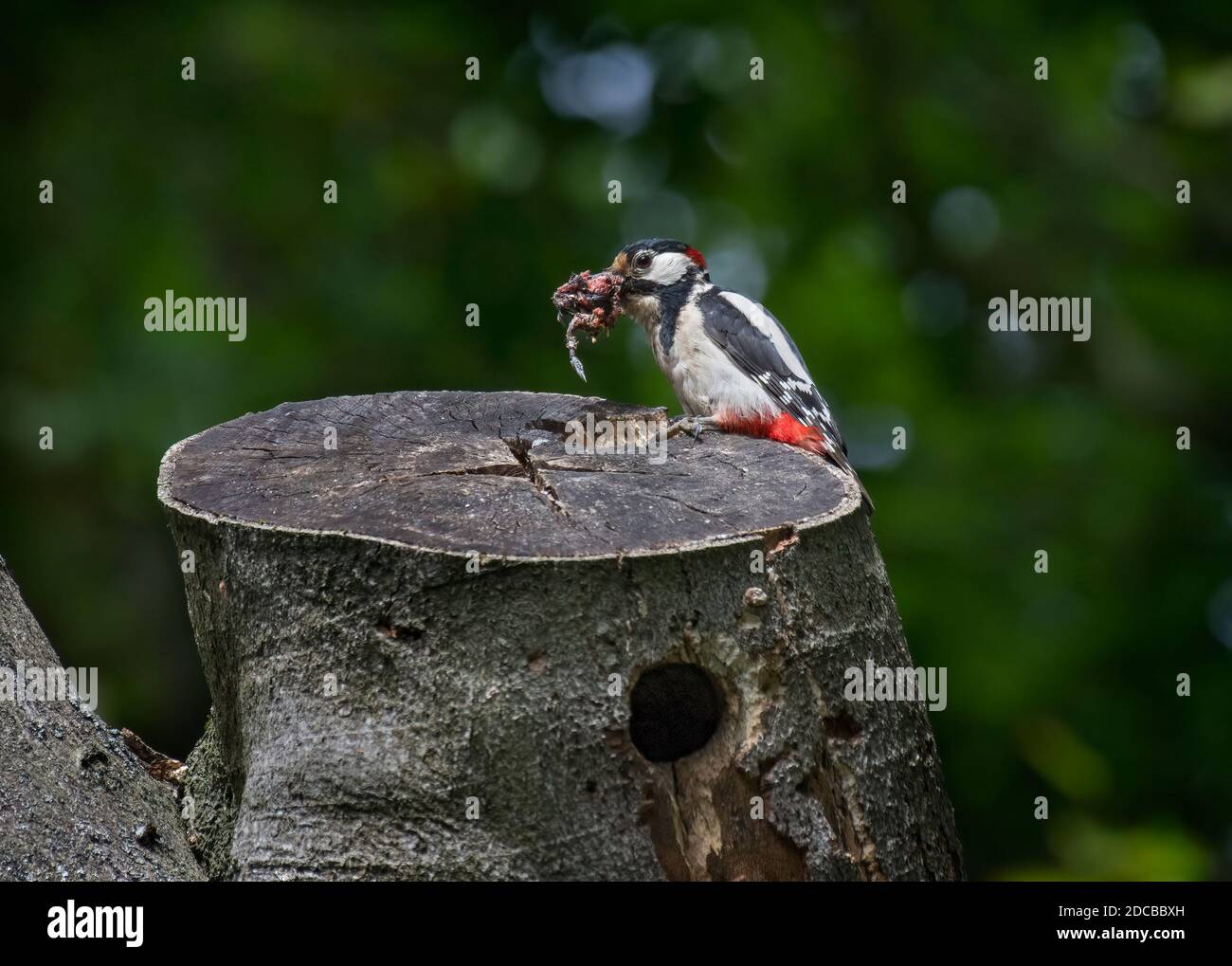 Männlicher Buntspecht, Dendrocopos major, mit aufgestampftem Babyvogel, um junge Tiere zu ernähren, Lancashire, Großbritannien Stockfoto