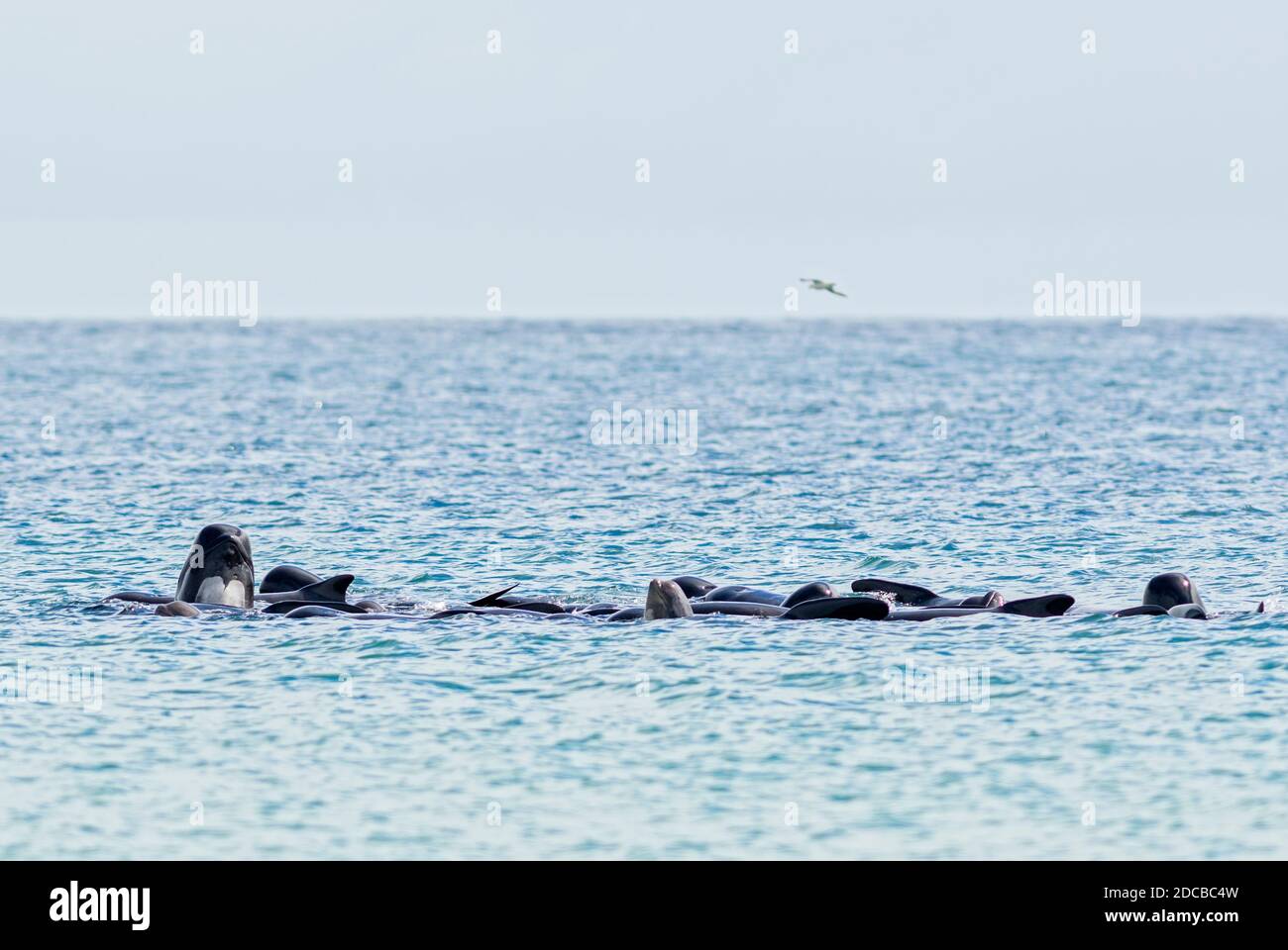 Langflossen-Pilotenwal - Globicephala melas, wunderschönes Meeressäuger aus dem Atlantischen Ozean, Shetlands, Schottland, UK. Stockfoto