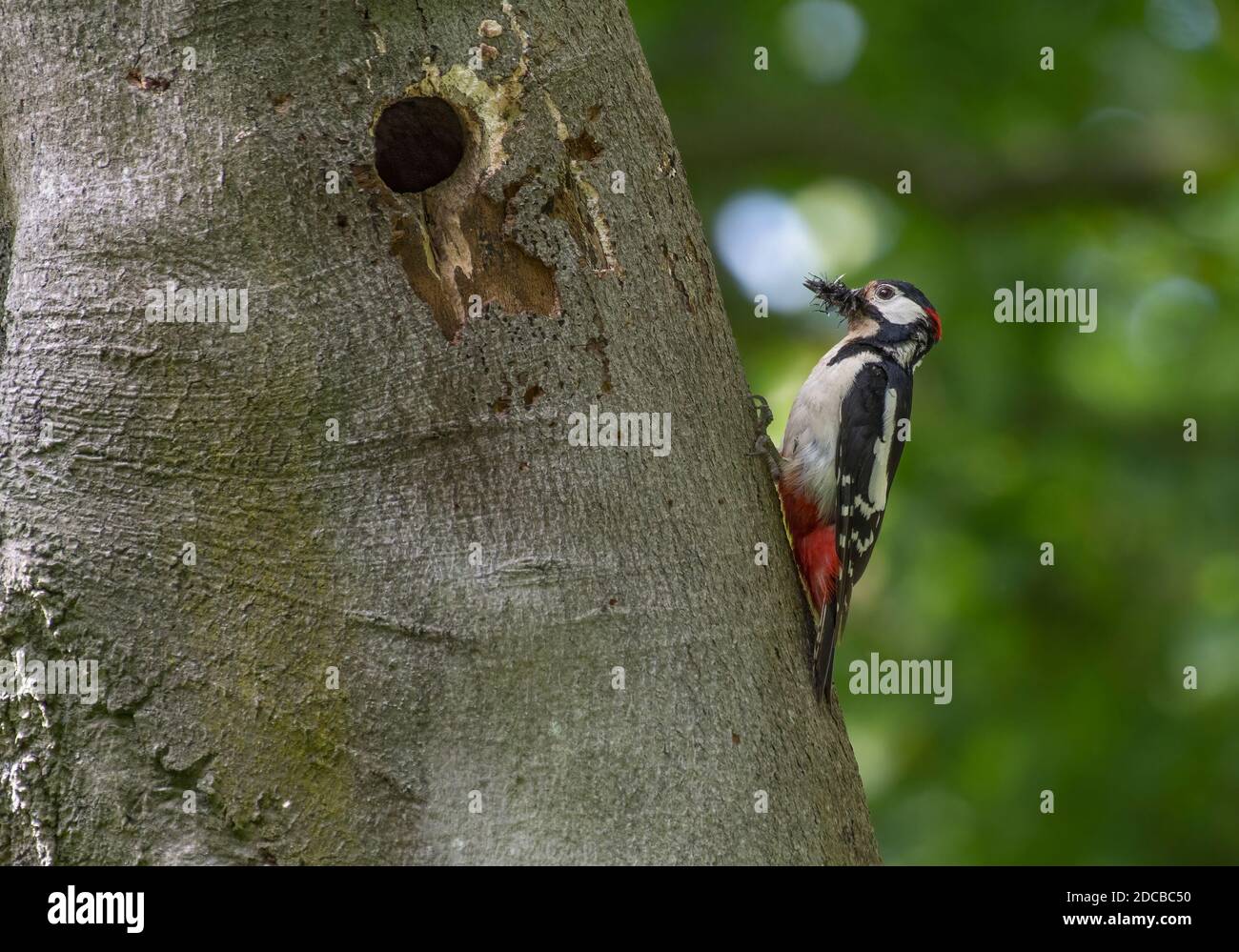 Männlicher Buntspecht, Dendrocopos major, bei der Ankunft am Loch mit Futter für junge, Lancashire, Großbritannien Stockfoto