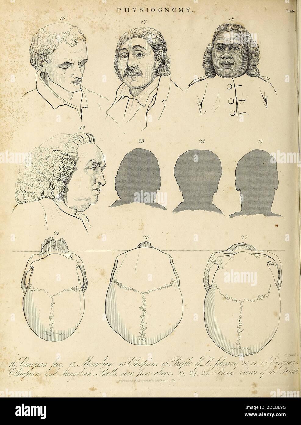 Physiognomie ist die Praxis der Beurteilung einer Person Charakter oder Persönlichkeit aus ihrer äußeren Erscheinung vor allem das Gesicht. Der Begriff kann sich auch auf das allgemeine Erscheinungsbild einer Person, eines Objekts oder eines Geländes beziehen, ohne auf seine impliziten Eigenschaften Bezug zu nehmen. Die Glaubwürdigkeit einer solchen Studie hat sich verändert. Die Praxis wurde von den antiken griechischen Philosophen gut angenommen, fiel aber im Mittelalter in Verruf, wenn sie von Vagabunden und Bergbanken praktiziert wurde. Es wurde dann von Johann Kaspar Lavater wiederbelebt und popularisiert, bevor es im späten 19. Jahrhundert wieder aus der Gunst fiel. Physiognomie wie in der verstanden Stockfoto