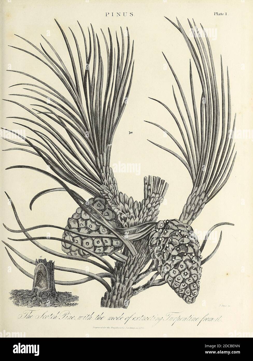 Pinus - Kiefernzweig mit Blättern und Zapfen Kupferstich aus der Encyclopedia Londinensis OR, Universal Dictionary of Arts, Sciences, and literature; Band XX; herausgegeben von Wilkes, John. Veröffentlicht 1825 in London Stockfoto