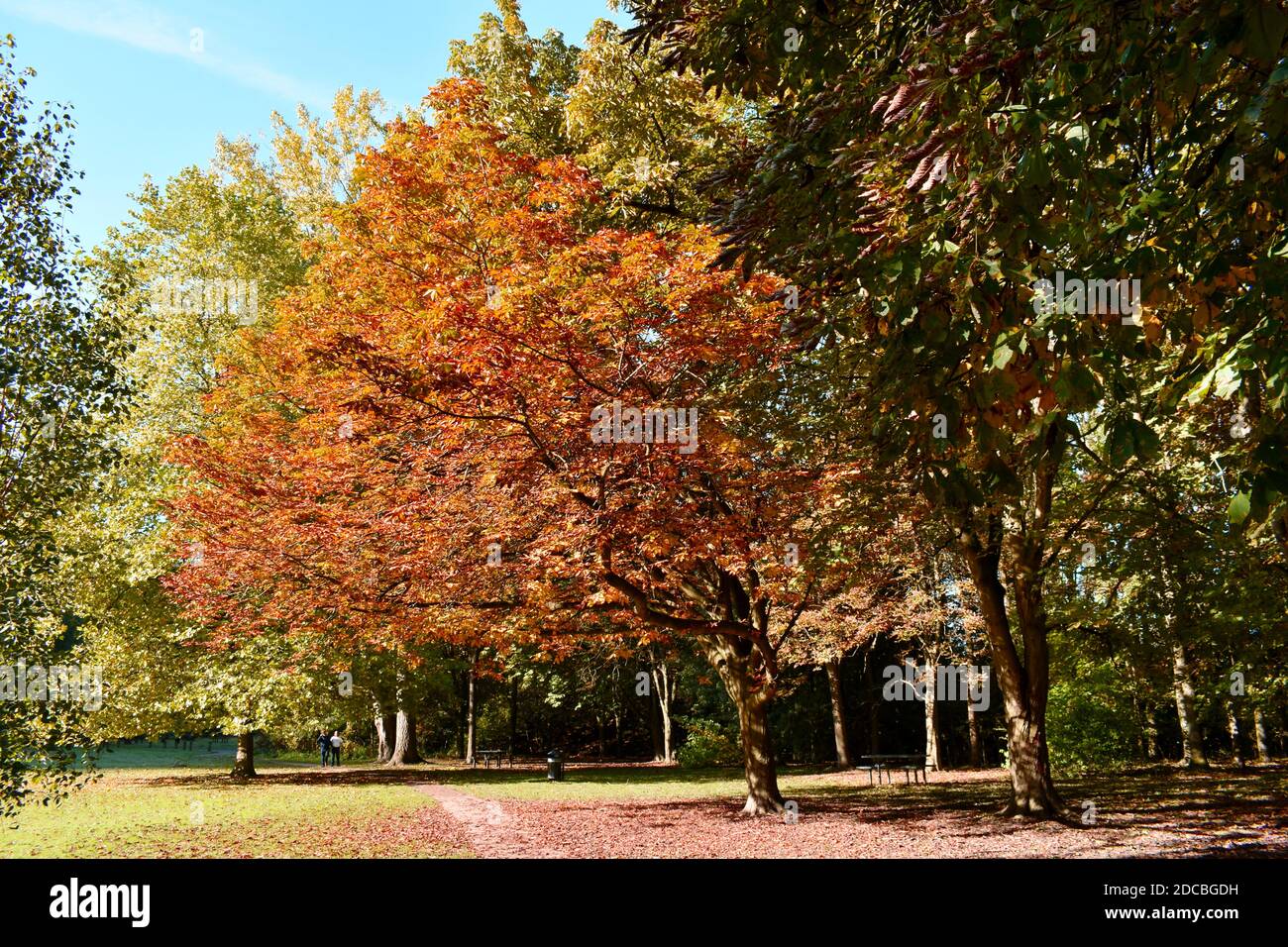 Schöne orange goldene und grüne Bäume in einem öffentlichen Park Mit blauem Himmel im Herbst Stockfoto