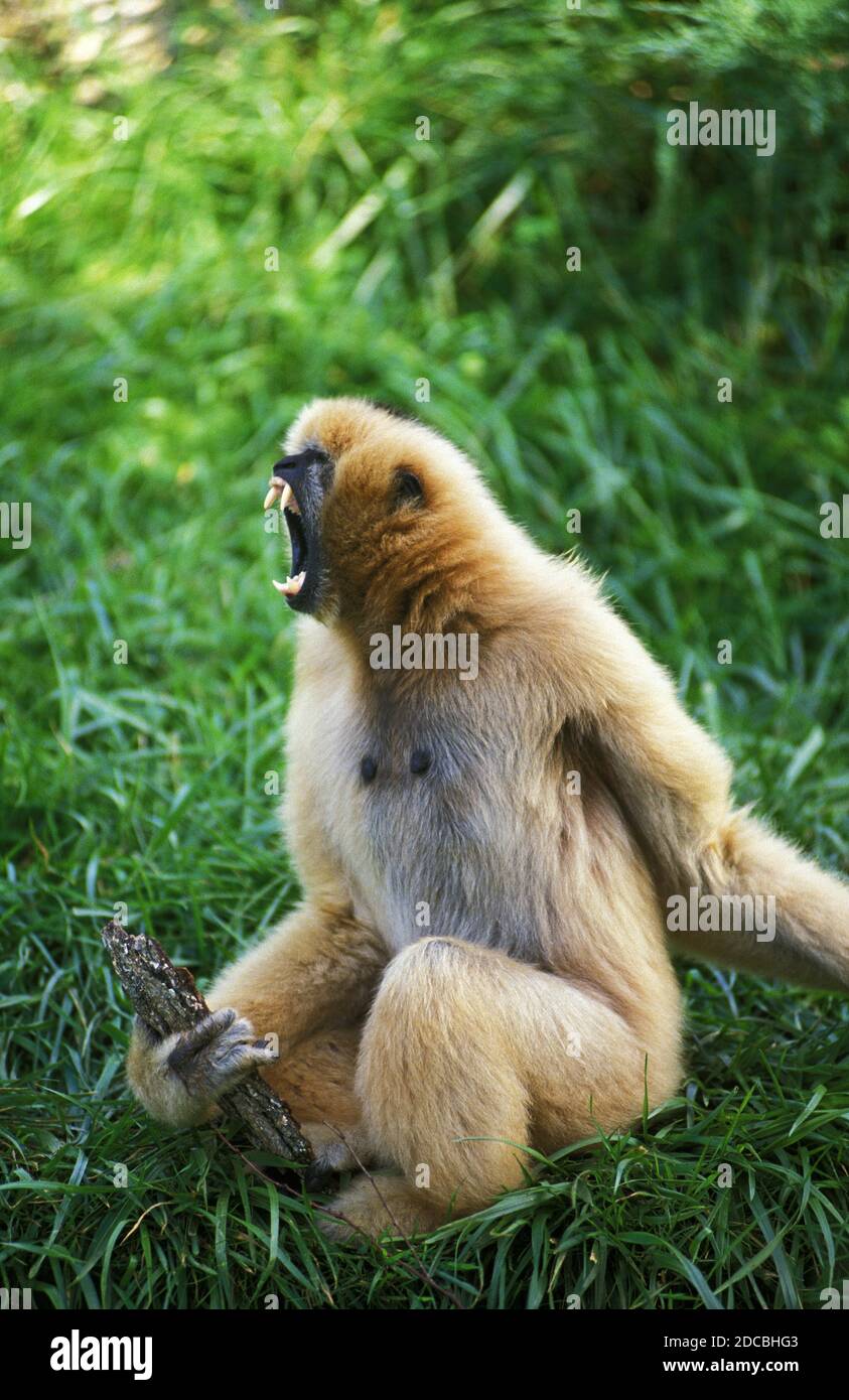 CONCOLOR GIBBON ODER WEISS GEEKED GIBBON HYLOBATES CONCOLOR, WEIBLICH RUFEN AUS Stockfoto