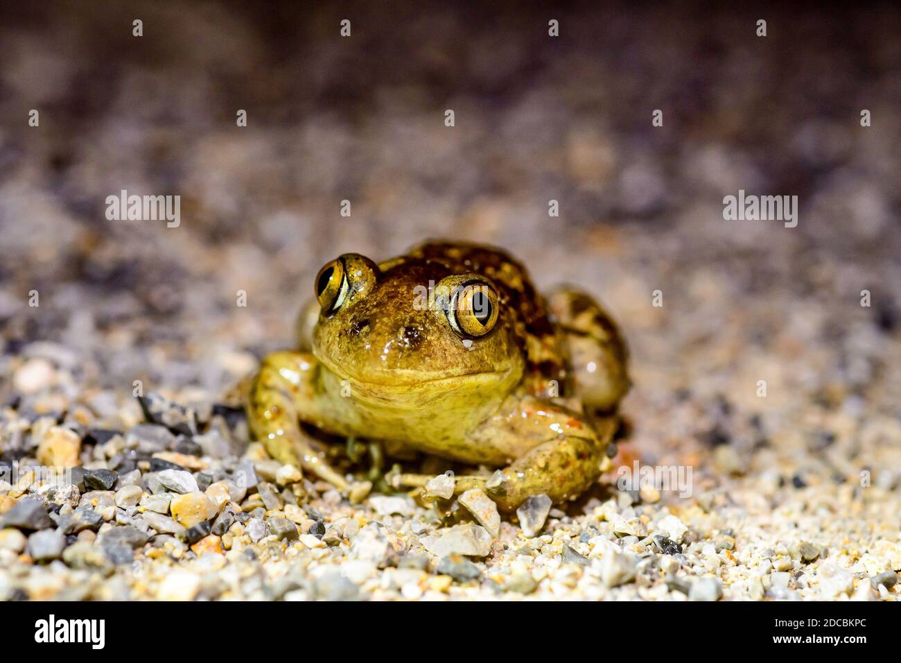 Gemeine eurasische Kröte (Pelobates fuscus) Stockfoto