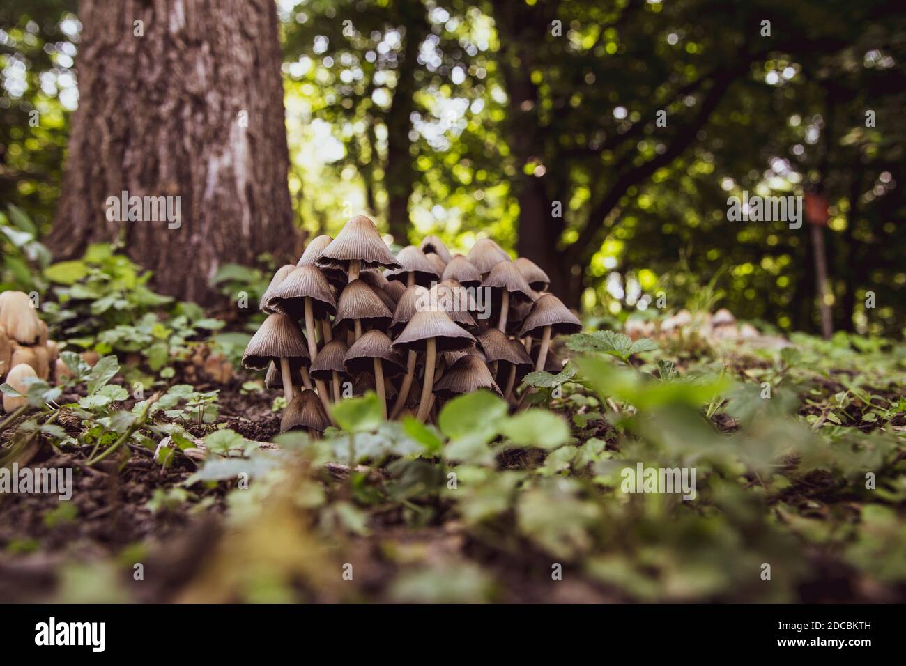 Kleine Pilze im Gras im Wald Stockfoto