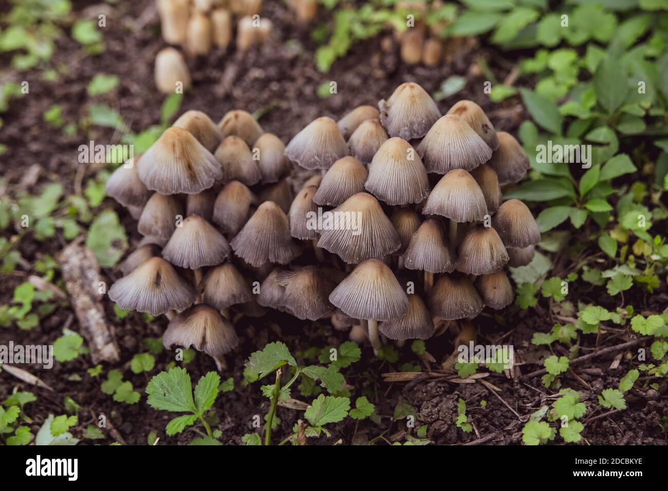 Kleine Pilze im Gras im Wald Stockfoto