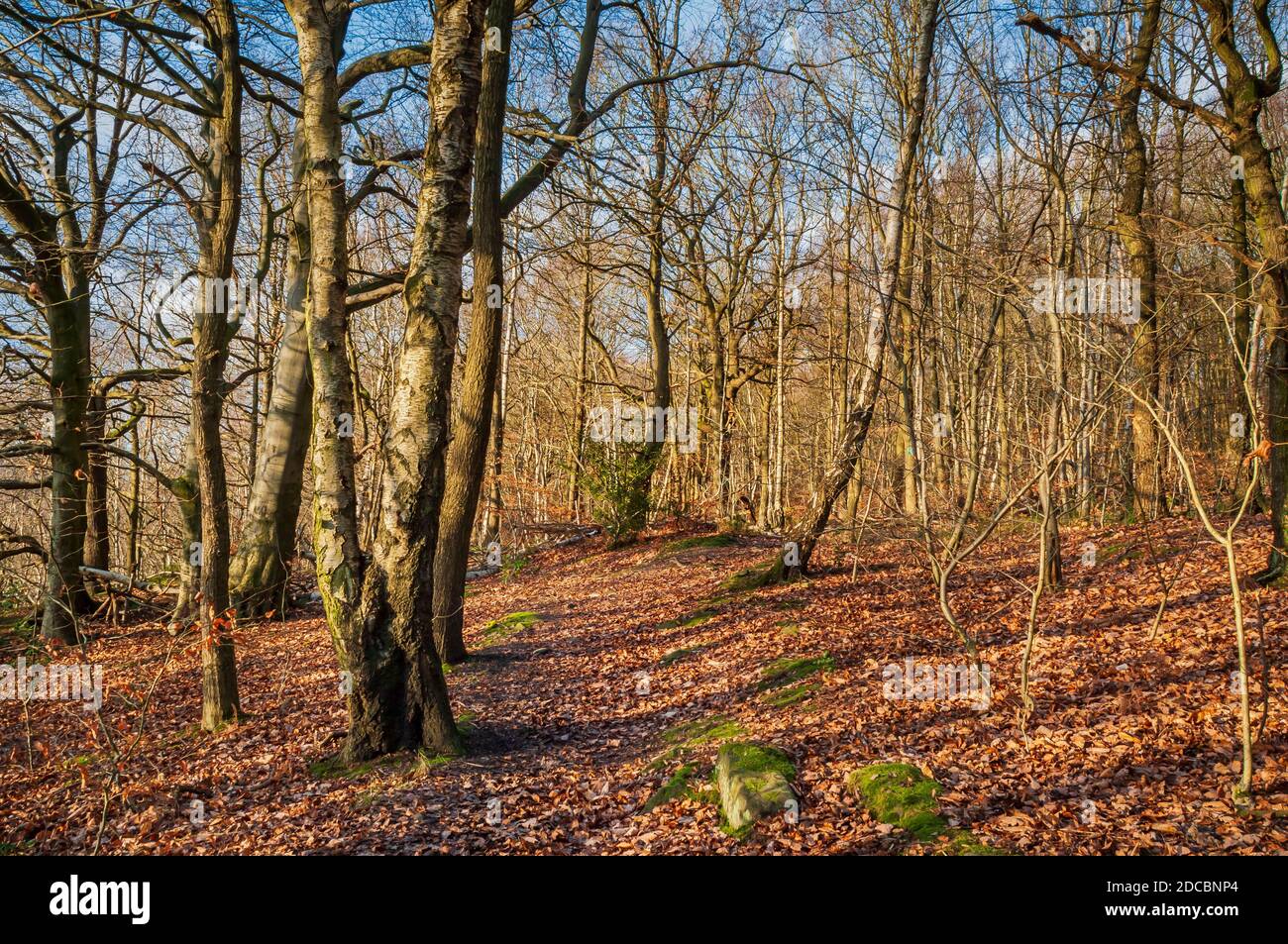 Silberbirke und andere kleine Bäume wachsen in der Nähe eines alten Ganister Mine Spur in Beeley Wood, alten Wald in Middlewood in der Nähe von Sheffield. Stockfoto