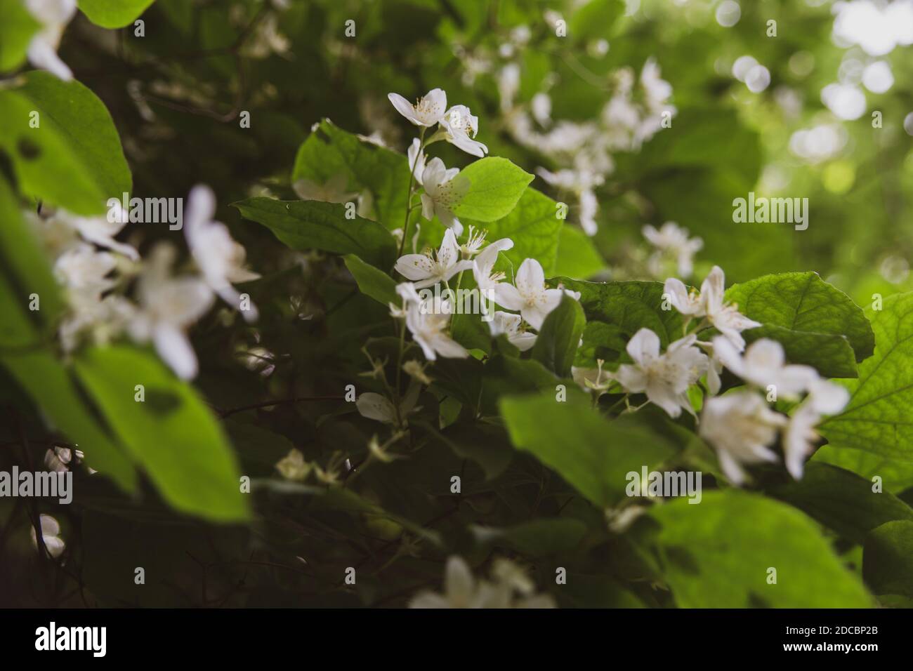 Nahaufnahme der isolierten Jasminblüte auf grünem Hintergrund Stockfoto