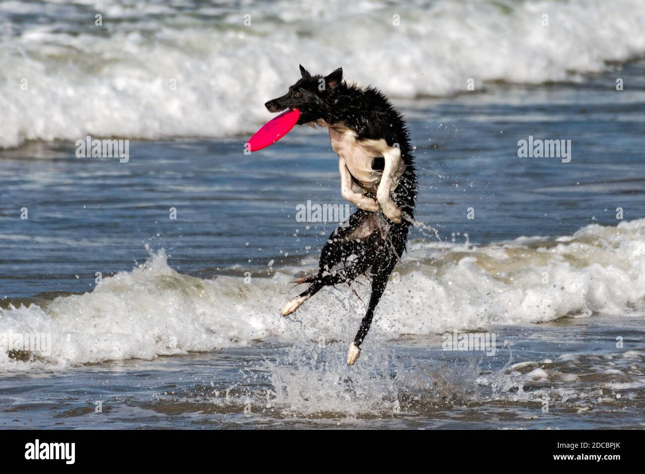 Athletischer Border Collie Hund springt aus dem Meerwasser, um eine fliegende Frisbee aus der Luft mit einem großen Spritzer zu fangen. Stockfoto